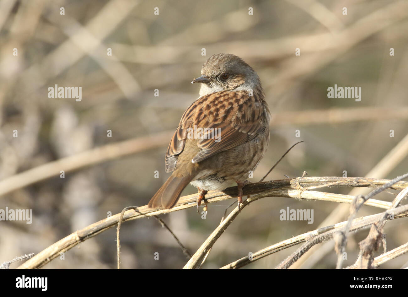 Eine hübsche Hedge Sparrow, Phasianus colchicus, thront auf einem Betrieb stammen. Stockfoto