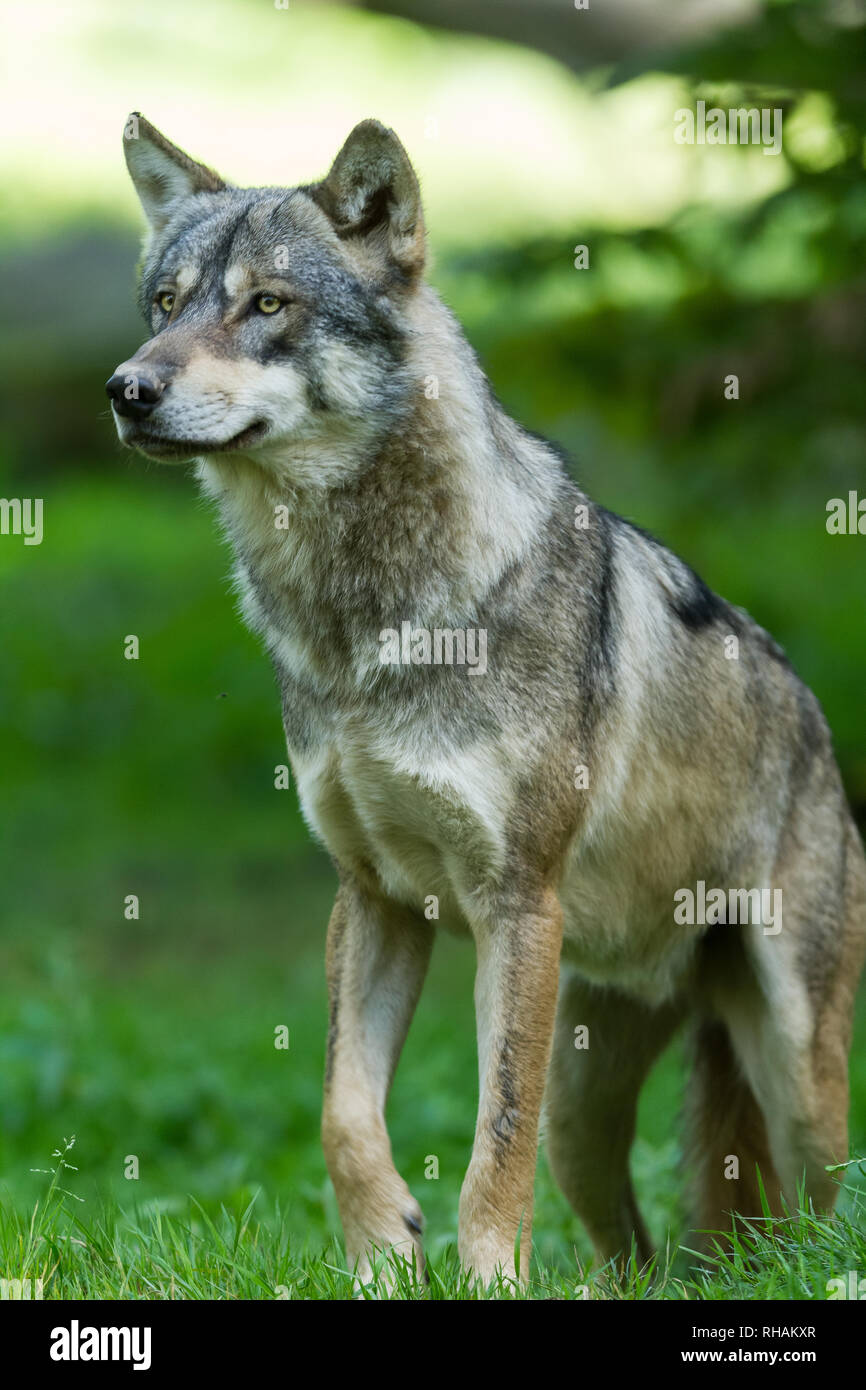 Grauer Wolf im Wald Stockfoto