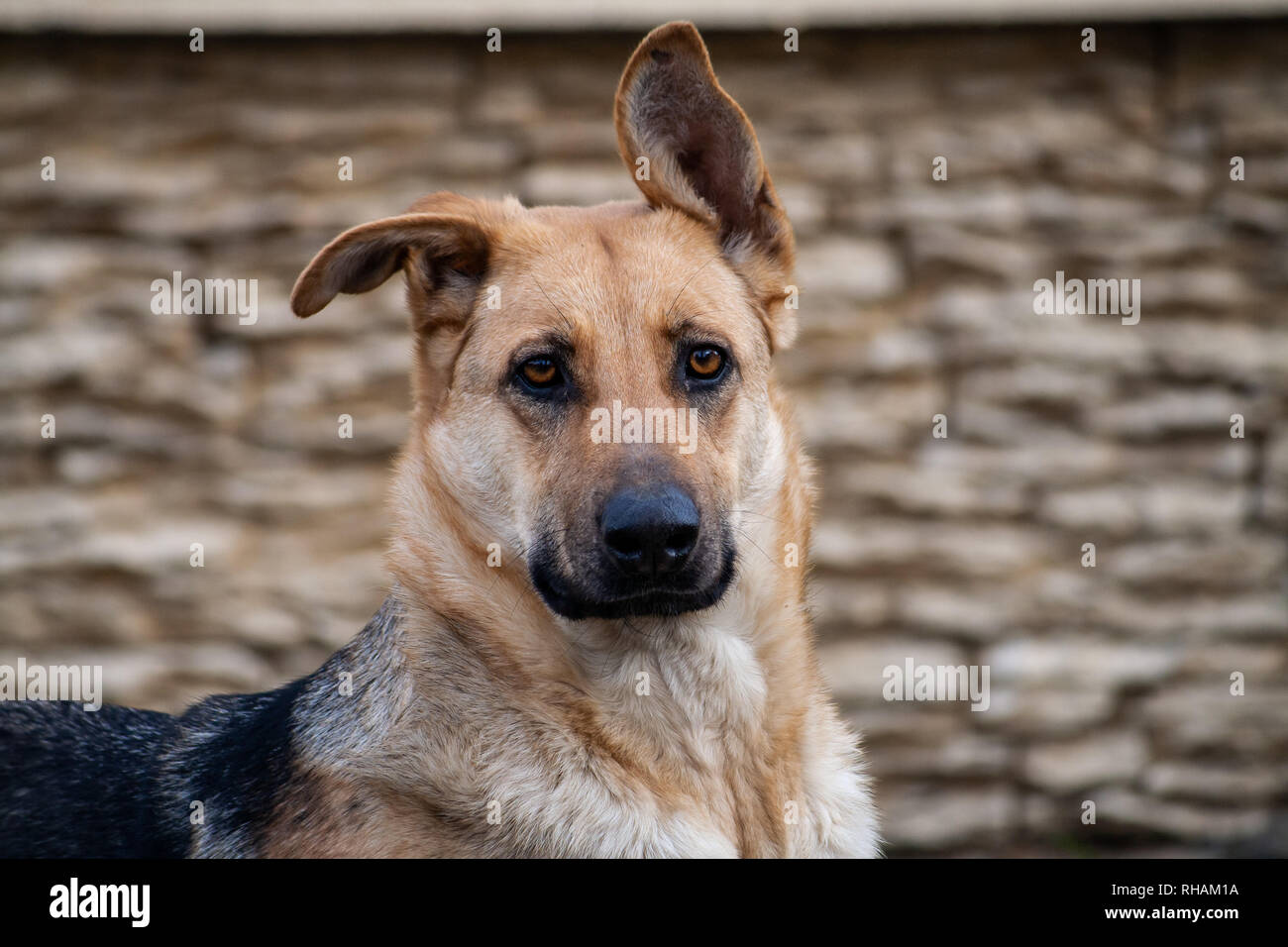 Deutscher Schäferhund zur Festlegung der in die Kamera schaut Stockfoto