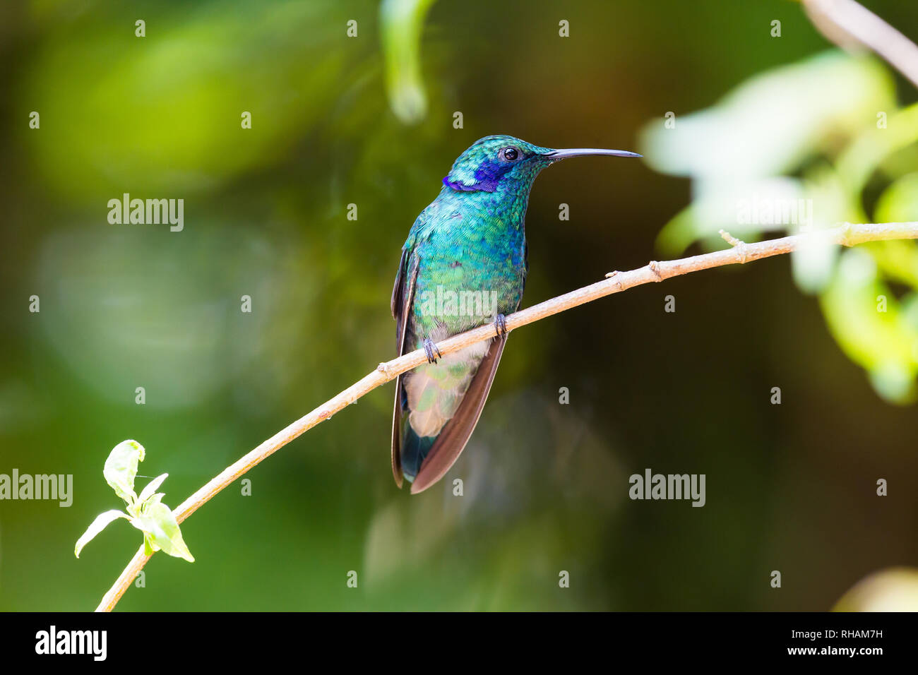 Hummingbird, oder Colibri thalassinus, schöne Grün Blau Kolibri aus Mittelamerika schweben vor Blume Hintergrund in Cloud Regenwälder Stockfoto