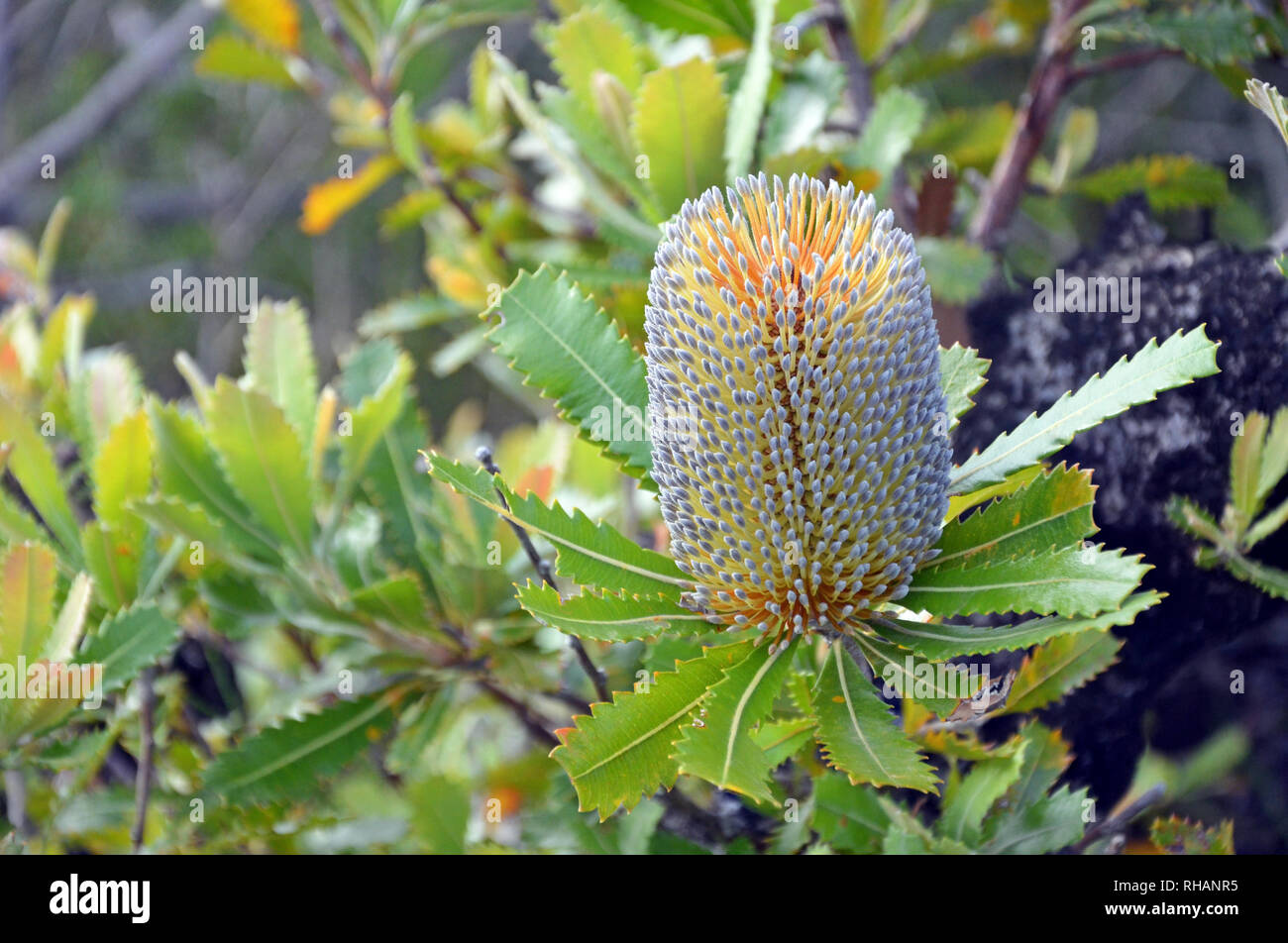 Australian native Alter Mann Banskia Blume, Banksia serrata, Royal National Park, Sydney, NSW, Australien. Stockfoto