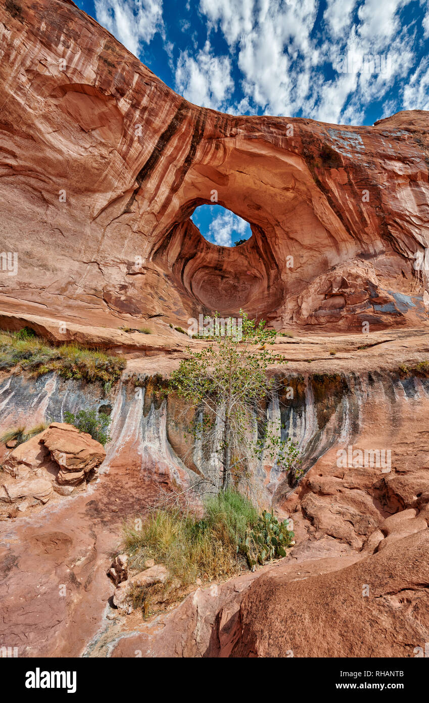 Bowtie Arch, Moab, Utah, USA, Nordamerika Stockfoto