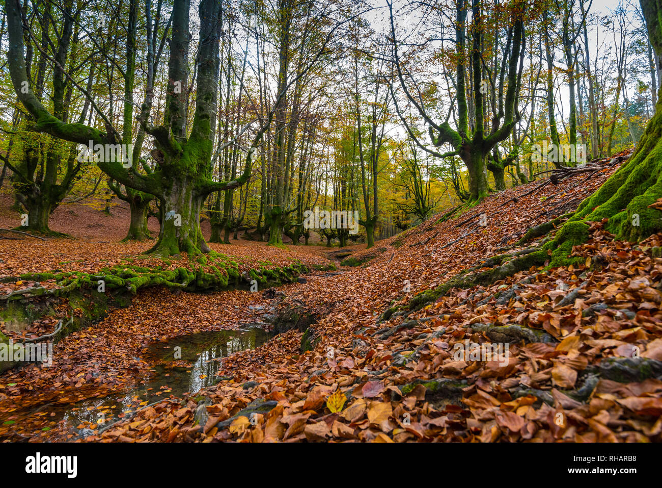 Otzarreta Wald buche Bäume im Herbst, Baskenland Stockfoto