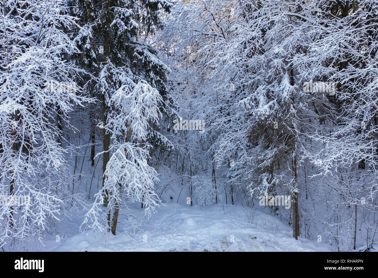 Winter Landschaft im Schnee Wald. - Bild Stockfoto