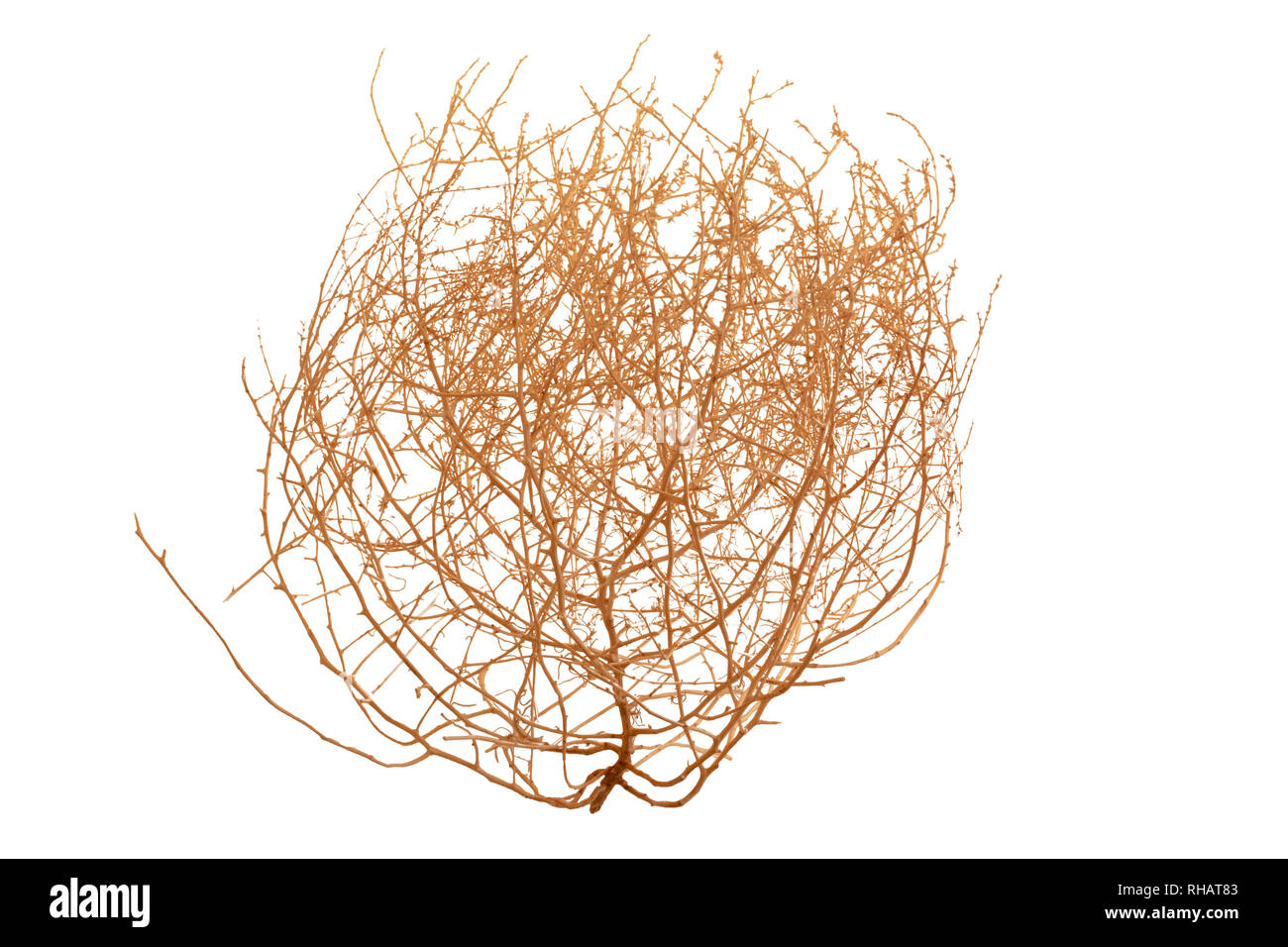 Tumbleweed auf weißem backgroiund Stockfoto