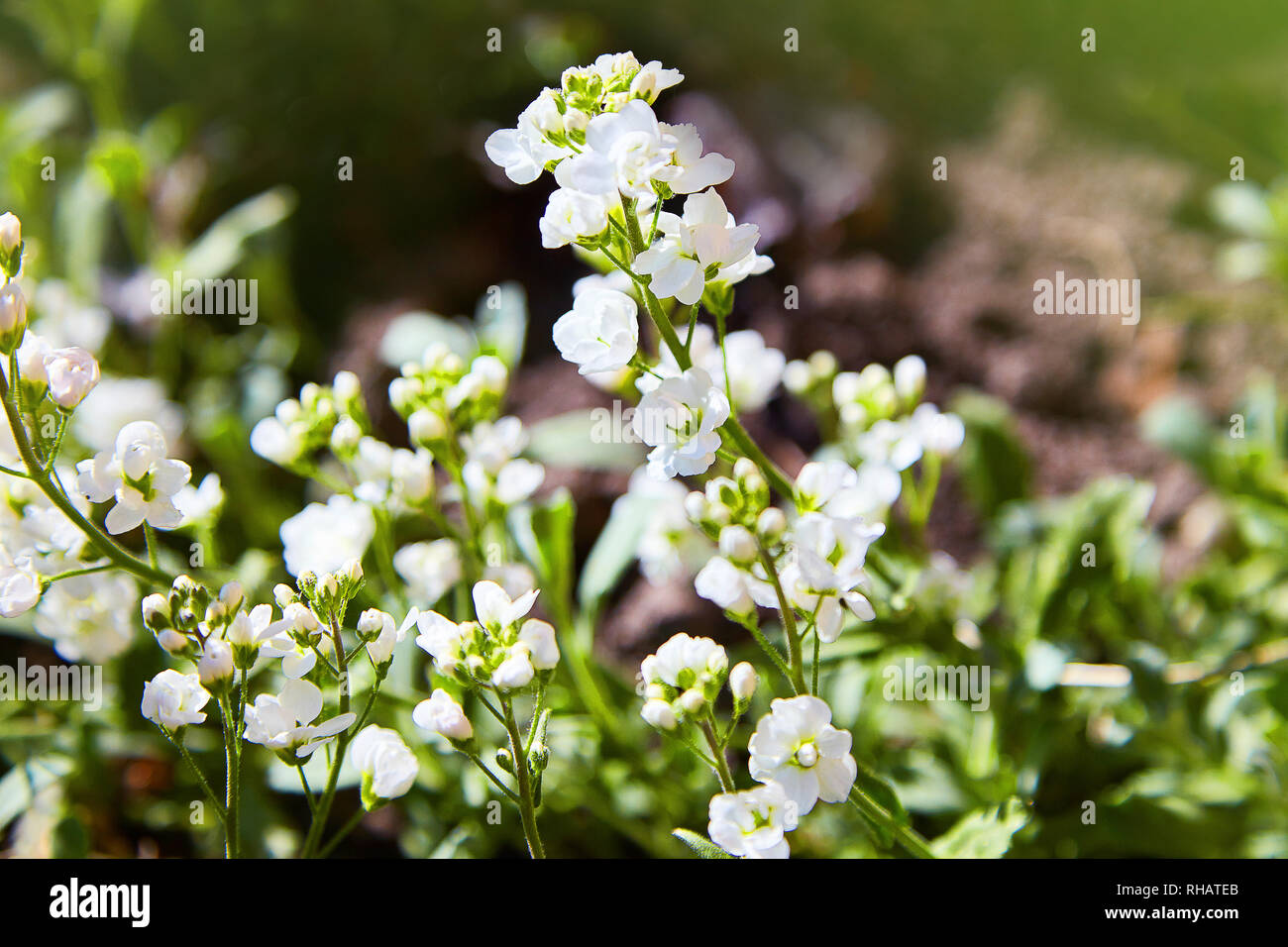 Weiss Arabis Caucasica Blumen Im Garten Arabis Caucasica Ziergarten Weisse Bluten Fels Kresse Bodendecker Pflanzen In Voller Blute Stockfotografie Alamy