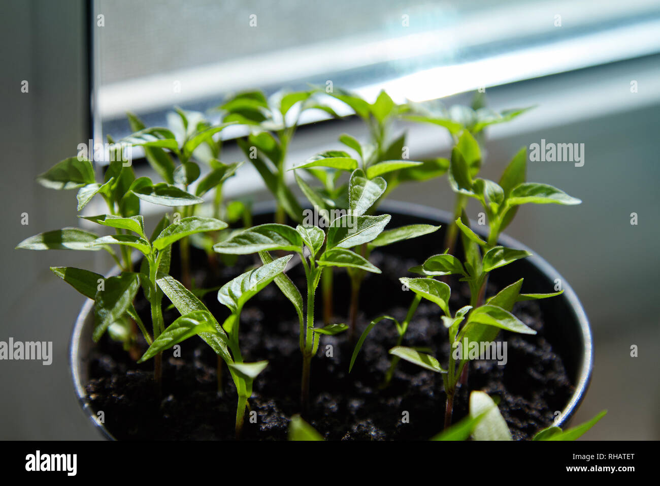 Sämling von Paprika. Junge grüne Paprika mit Blätter wachsen Pflanzen aus Samen im Boden in Kästen auf Fensterbänke Innen. Topfpflanzen Paprika Keimlinge Grün Le Stockfoto