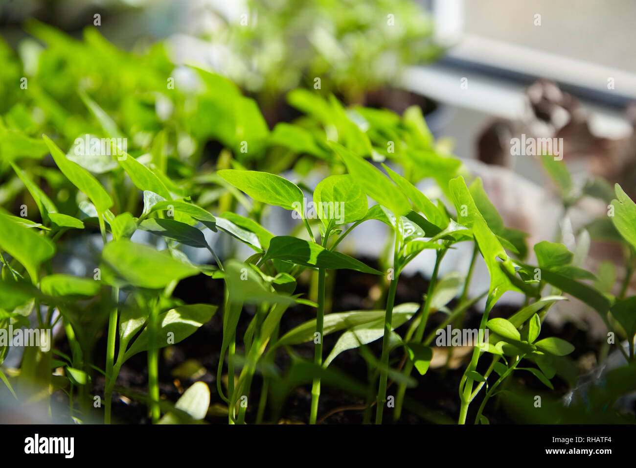 Sämling von Paprika. Junge grüne Paprika mit Blätter wachsen Pflanzen aus Samen im Boden in Kästen auf Fensterbänke Innen. Topfpflanzen Paprika Keimlinge Grün Le Stockfoto