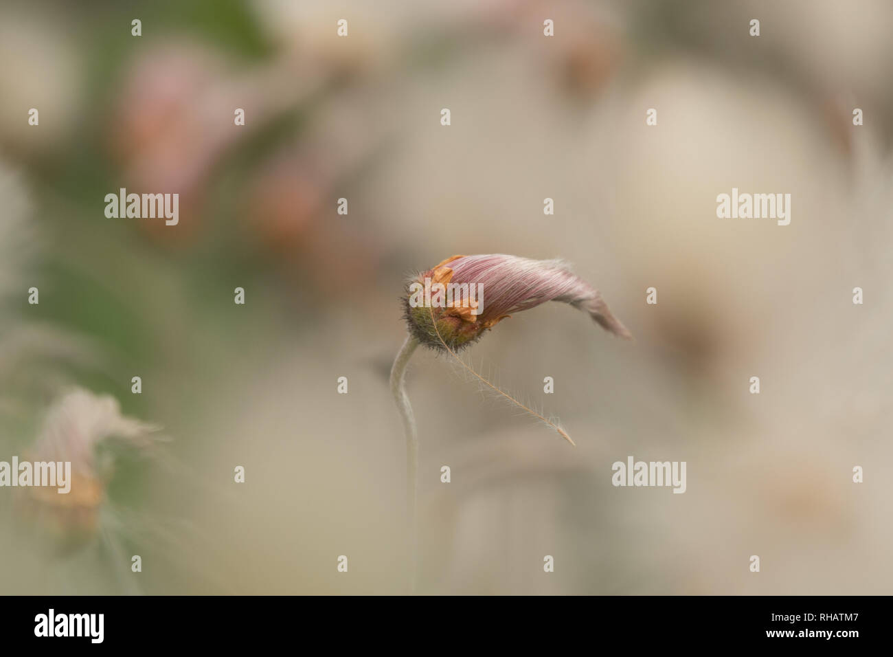 Seedhead isoliert von den anderen mit verträumten Wirkung, in der Nähe von Alaska genommen Stockfoto