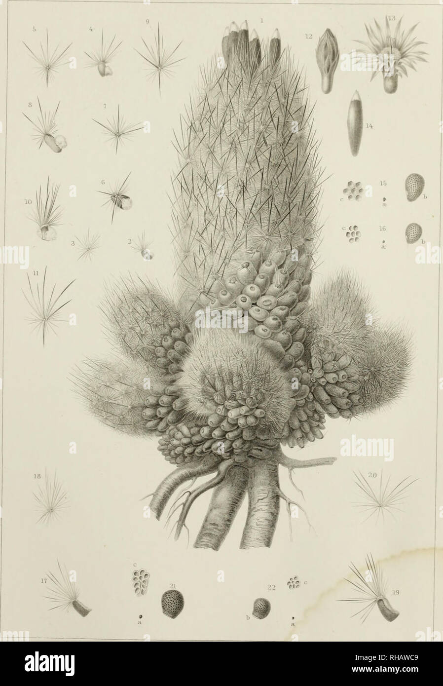 . Die botanischen Werke des späten George Engelmann, für Henry Shaw, esq gesammelt. Botanik. UTs^ EINGESCHRÄNKT STAATEN & Amp; MEXIKANISCHE GEBUNDEN^ VRY. Roe-tier-del. ^ Picart sc 1-16 MAMILLARIA TUBERCULOSA n-22.. DASYACANTHA. Bitte beachten Sie, dass diese Bilder sind von der gescannten Seite Bilder, die digital für die Lesbarkeit verbessert haben mögen - Färbung und Aussehen dieser Abbildungen können nicht perfekt dem Original ähneln. extrahiert. Engelmann, George, 1809-1884; Shaw, Henry, 1800-1889; Trelease, William, 1857-1945; Grau, Asa, 1810-1888. Cambridge, Mass., J. Wilson und Sohn Stockfoto