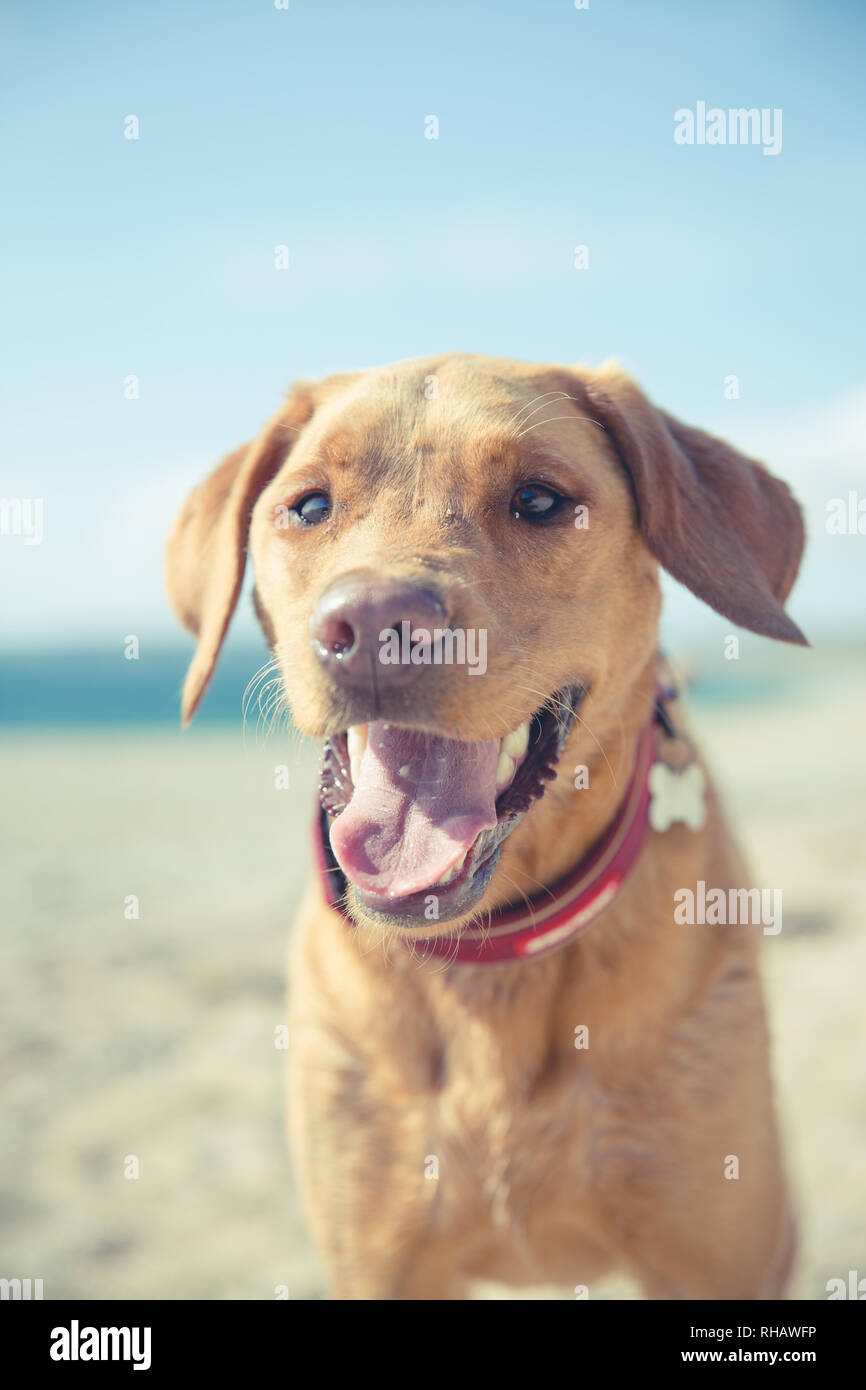 Eine Nahaufnahme portrait einer großen, freundlichen Labrador Retriever Hund mit seiner Zunge heraus haften während keuchend bei heißem Wetter im Sommerurlaub Stockfoto