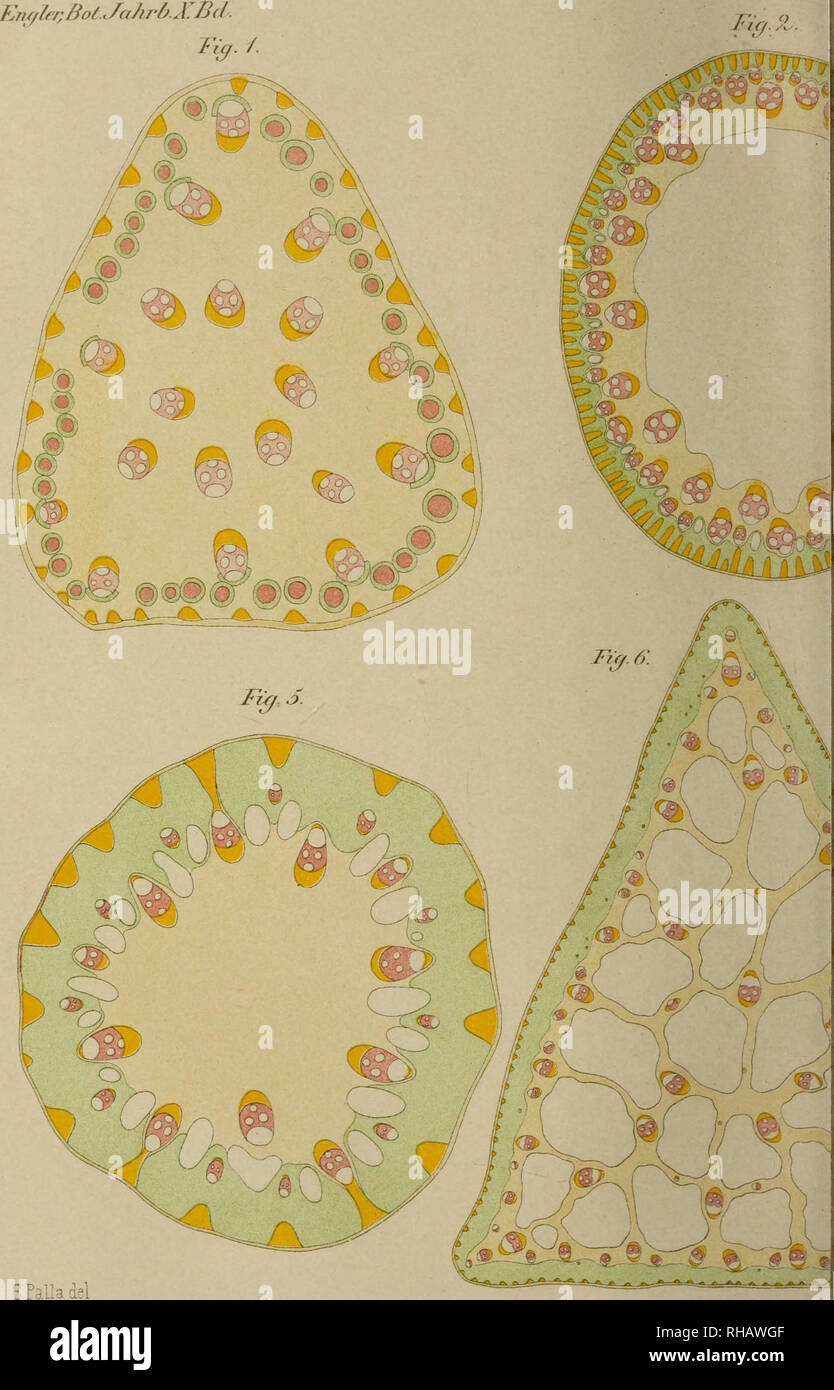 . Botanische Jahrbu? cher fu?r Systematik, Pflanzengeschichte und