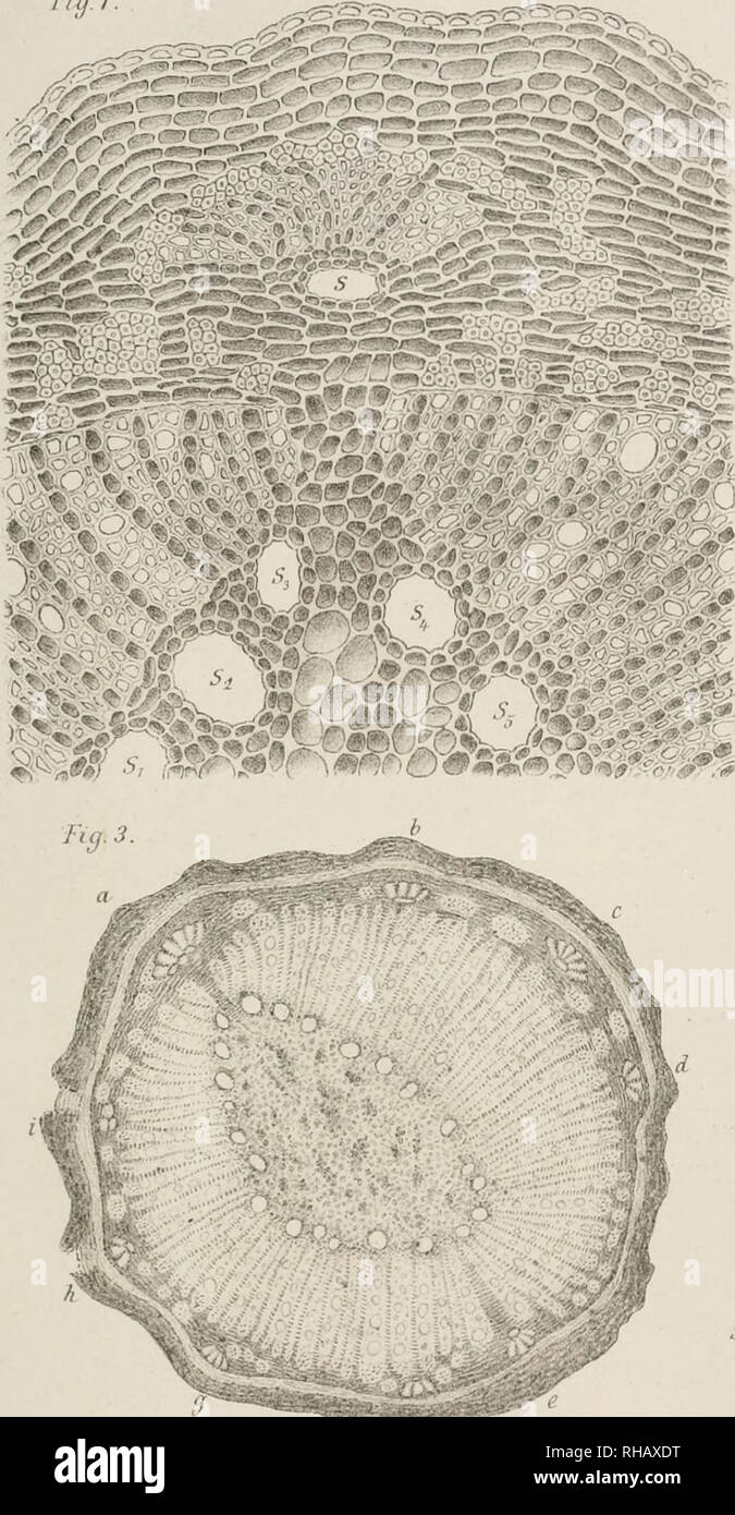 . Jahrbcher fr Botanische Systematik, Pflanzengeschichte und Pflanzengeographie. Pflanzen. Encfler. Bct Jahrb. Wenn. Bd Fuj. hg. Z. Ta w. Wenn. - Fi^K;'^'^^i^ FcSbi. Bitte beachten Sie, dass diese Bilder sind von der gescannten Seite Bilder, die digital für die Lesbarkeit verbessert haben mögen - Färbung und Aussehen dieser Abbildungen können nicht perfekt dem Original ähneln. extrahiert. Engler, Adolf, 1844-1930. Leipzig: W. Engelmann Stockfoto