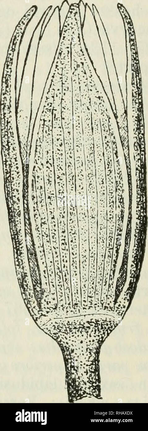 . Botanikai kzlemnyek. Pflanzen, Pflanzen-- Ungarn. 2. kép. Nymphaea álba w. Moeszii. 1:1. Nymphaea álba L. m. Moeszii m. Alabastrum oUongum, acummatum, sepalis migtiste albo Rn bin Atis; j^ etala Candida, sepala usque 6 - 7 cm. Longa, viridissima; sej) ala et petala Sub-acuminata, frudu suhglohoso vei sjjhaeroideo. (Symbol 2.) Lebensraum in paludosis Rétyi-Ny ír, Coni. Háromszék, Hungáriáé orientális. Eine ceteris Die descriptis Nympheae albae forma et Magni-tudine alabastri, petalorum et sepalorum, itemque colore Petalo riirn et sepalorum Certe diliért. In pedunculis Leerstellen 4 vei haud raro 5 inveni et Stockfoto