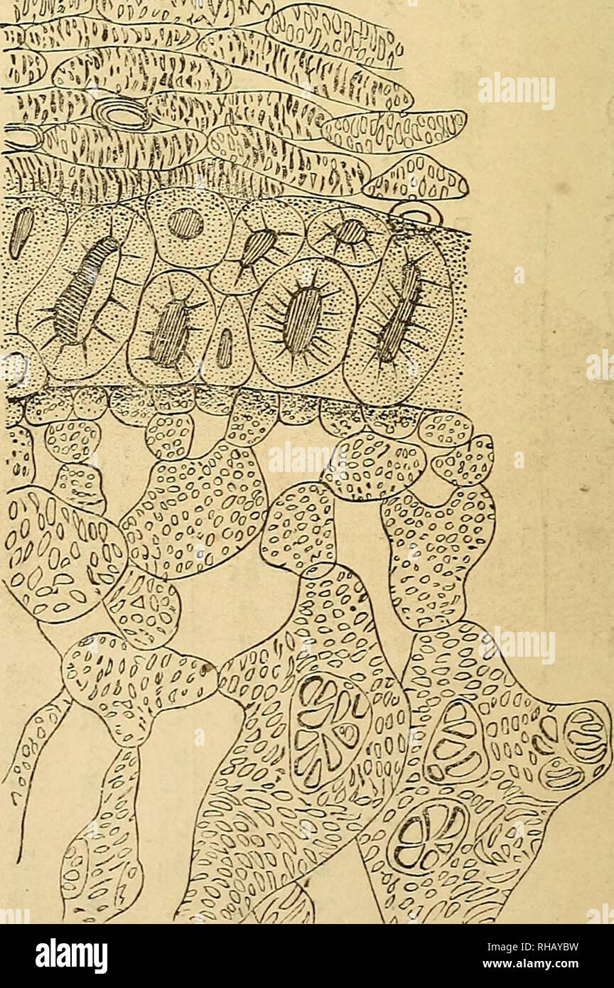 . Die botanical Magazine = Shokubutsugaku Zasshi. Pflanzen, Botanik. Èäºå ç¬¬èªéå-'ç © ae¤ ä¹ ããã²)?^; Ãªä¼¼ï¼ 5^'ã¿ IP ããã¹ ae 11 Fç¢ Å¼µ =^ åaeª ãã¹ € (ç¬¬ä' å) oae® ä'ä' å¶ ãå § Ãae¹ã^ Çµç¹ä 'ä' å ¨ ããç'° èã¬ç'äºã 11 é¢ ã¬Ã¿ãåã² - ãããã ¤ ãè² ã ä'è¦ ªåï¼Å½¢ çããn - ãå±Ã"® ae ãç ãaeae ¨ ¨ £ £ ãããå³é Ï¼ä 'ä'¢ç¬¬ä' å, Ae²ªã¼ã¡ããç ¨® ç® ãç'±ãå¶ ãçç aeªã ·°^ ãã¼ ºã¹ ãç ¤. Ã¬Ã¿ãé ¨ aeã èãç Å³ãç à'°'°'¬ èããéä Ï¼ééã åºä" ãã¹ Ã³ã¯Ï¼ã³ã¬ ã¬ èãééãã Å³ãç'°¤ ã. - Ããã¹ãè½ae¢ (fã § Ä¹il ijft) ã/ãae ¹Ãã ãaeå ¯¦ ¤ Ãããã¹ãºãå èè³ªããae ae¼¿å¤¤ ç © éä 'ä' å ¨ 1 à-ãç'° èãééãèª¡Ã ¥ å° ¤¯ãae ãµã ã¬Ã¢è ãç aeåãç'°'° èããå ¨ ã¯å¯ç^- ãå±Ã ¯ ¬ ãããã éã aeé · Ã·Ã¯1 ä' ç±Ã¯å¯ãae åãåãªé¢ ã¬ ¿ ããã Ãééã²çã'Ã¢ ãã±Ã" ã¬Â £¿ ãã ae ¯ ãã £ ãã¡ãâ¦â¦ae°'ä'-Ï¼ï¼&lt Stockfoto