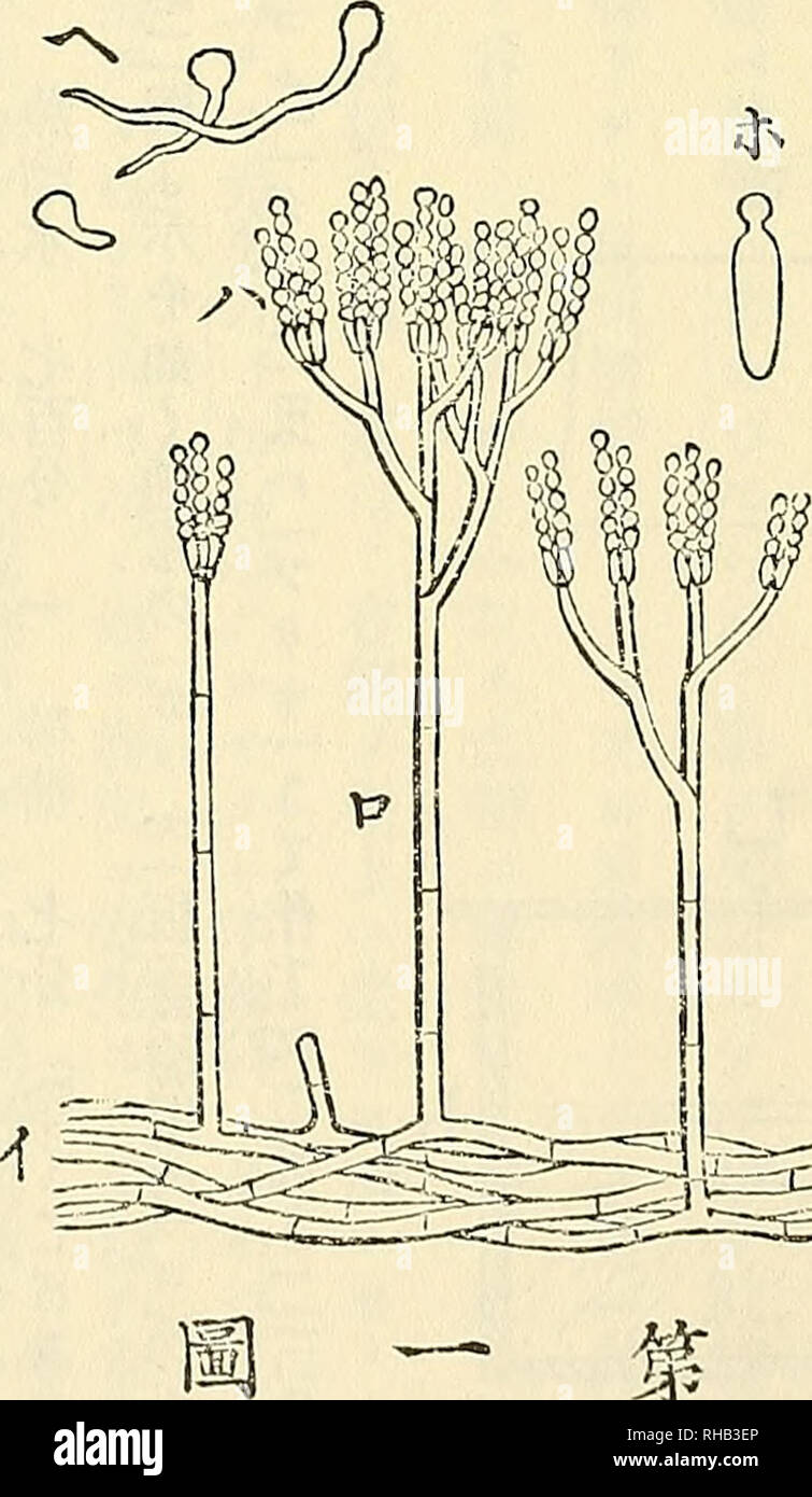 . Die botanical Magazine = Shokubutsugaku Zasshi. Pflanzen, Botanik. Å åä'Èè²³ç ¬ ¬ ISéå - "ç© ã© ä'§ ããã ¨ Åaeãããããå¾µï¼ï¼å® ³ã 6 ç-, Eã ¥ Ã¦é±È ± ä'-à® aeãaeç ¨ ãªãae § ç©¶ ãªãVJãå µãã å½¢ae ¥ ¦ gibt® ç'° Ãã. Pã®å¤¶ aeªçã Ãèç¼ãã¦å® ae'ae¨ £ Ï¼ï¼ç'ã 6 å¶ å½¢S3!" "çªºãµè½ ããã Kae T6 å¤¦ ä¾aeåãã Ä¹ãae¢ç©¶ ããã 0 çµã ¦ aeã^ ãªL ãè¿ å¹'-6 È³ãé ¡ ¯ Gibt® é¡Ã®ç¨ Ae³å" £ ãä'è¡ Ã¦ãã ã ¯ 61:ç'°ãª ãKé ©^ Å¾äºãããã® ae ¥ T6aeT6 å¢ å ã-ä'-à-,^ aeé¡Ã®å¦ã¤ãå § ã. Ãã © ãaeç® Ï¼ï¼ï¼.^ Ãã® ï¼Maeã ¦ 4 Ï¼ae¾ ãåºããããå¿½ã ¡å ¯ çãå § ç® ãï¼.Â ¥ ¤ ¦ ããã ãã ã"ãªã¦à 0 è±ae¡¢ç© ã® ae ¹å° Ãr.- è..^ Ã¦å¯å®¶ ãã ¥ çaeãå "åã. ae© é. à (ç¬¬ä'åã £) ãae±ae¶²ä'-Hae¿ å ¥ ãã ¦. Saeãå "åâae±ae¶²¦ ãè içµã Å³ãªãã 4 ¥ å¨ae ãå® ³Ãããã® tããaeå ¯¦ ãèº é¦ ã® èªª. Sie, t ãã ¯ ãããae³ ¨ aeãã ¦ Stockfoto