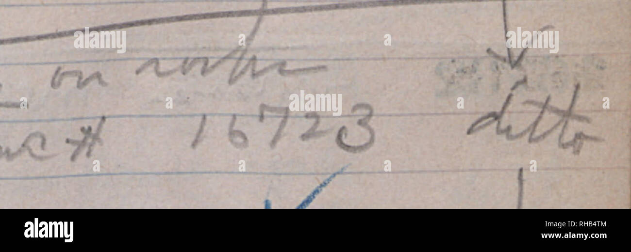 . Buch Nr. 12, H.A. Allard, Feld Sammlung Muster Nr. 15688-16999, Hispaniola, Sept. 11, 1947 - November 12, 1947. Botaniker; Botanik. Xjyfyj ioW^^^,,,^^ ^^/rysjji&lt; fe '73/1âL1//Â¢â- 76 73/'/167 f? 5 TP/4 â 1 167.86 Al^ ouHu 1^/Gv^3/V T67." 58 ^D^^^^^^^^^^ K y^â 167.39 f-^'Ji. tr &gt; 74 (1) 167 ^ "T^o^^Ji, -&gt;. Bitte beachten Sie, dass diese Bilder sind von der gescannten Seite Bilder, die digital für die Lesbarkeit verbessert haben mögen - Färbung und Aussehen dieser Abbildungen können nicht perfekt dem Original ähneln. extrahiert. Allard, H. A. (Harry Ardell), 1880-1963. Stockfoto