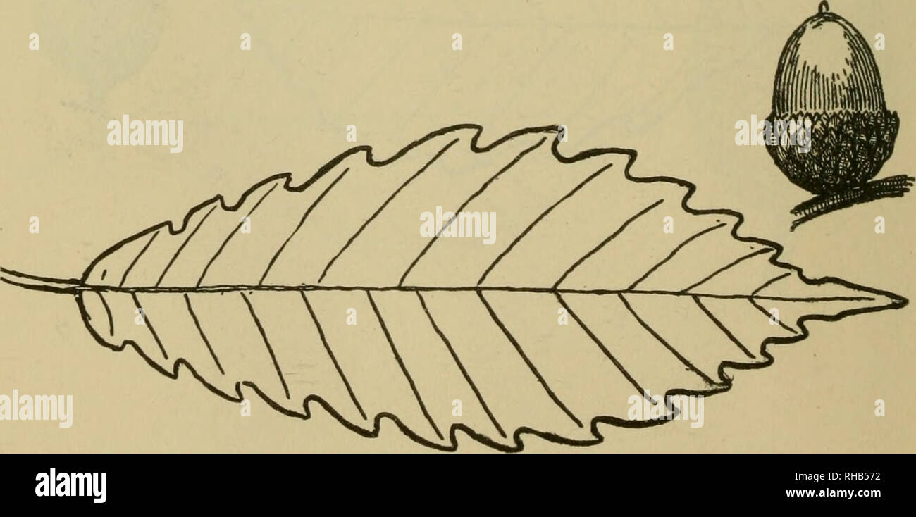 . Das Buch der Holzarbeit und indischen Überlieferung. Natural History; Camping; Leben im Freien; Indianer Nordamerikas. Gelb, Eiche, Kastanie, Eiche oder Chinquapin Scrub Eiche. (Quercus Muhlenbergii) einen großen Wald Baum; bis ich 6 Meter hoch; Holz wie üblich, aber die schwerste von allen, wenn trocken; Ein kubischer Fuß wiegt S4 lbs; wenn grün, es ist schwerer als Wasser und sinkt auf einmal. Es ist viel wie das echte Kastanie, Eiche, aber seine Blätter schmaler sind, stärker sah scharfkantig und seine Eicheln viel kleiner, etwa die Hälfte der Größe. Die eicheln sind in einer Saison. Die Blätter 4 bis 6 Zoll lang.. Bitte beachten Sie, dass diese Bilder extrahiert werden Stockfoto