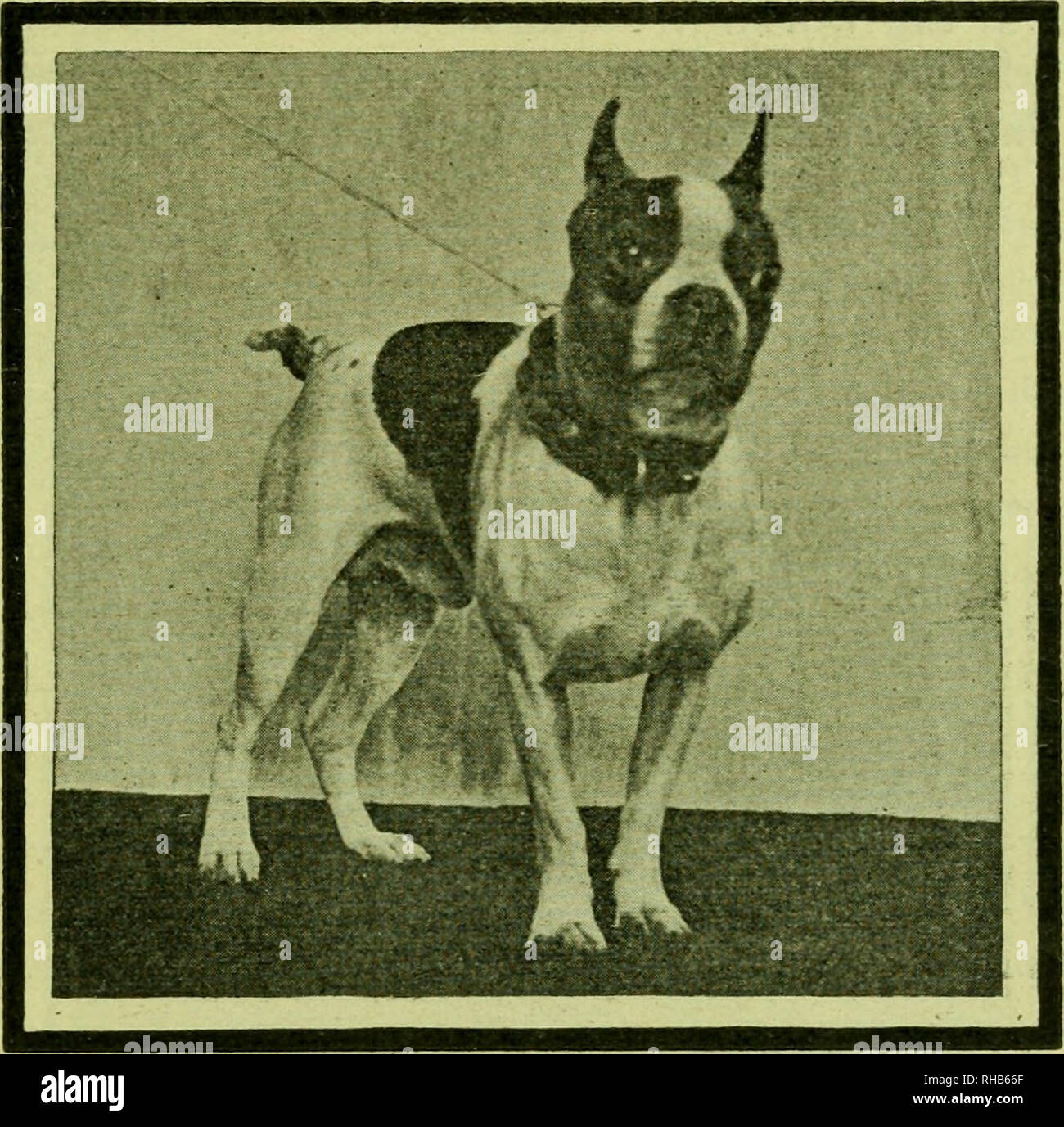 . Der Boston Terrier; seine Geschichte, Punkte, Zucht, Aufzucht, Ausbildung und Betreuung, zusammen mit einigen aufschlussreichen Kapiteln auf das Management und die Krankheiten der Hunde von einem gesunden Menschenverstand. Boston Terrier. um die Ferse auf eine Straße überqueren und eine Woche oder so dies wird oft ihn finden sie von selber kommen. Wenn er alles direkt im Gegensatz zu ihren Befehlen tun sollten, schimpfen ihn schwer und setzte ihn auf die Leine. Dies ist eine der besten Möglichkeiten, der pun-ishing einen Hund und wenn Sie bemerken, dass die "Downhearted" und den, der zerschlagenen Art und Weise, in der er Spaziergänge entlang, während unter dieser Schande Sie tha überzeugt werden. Stockfoto