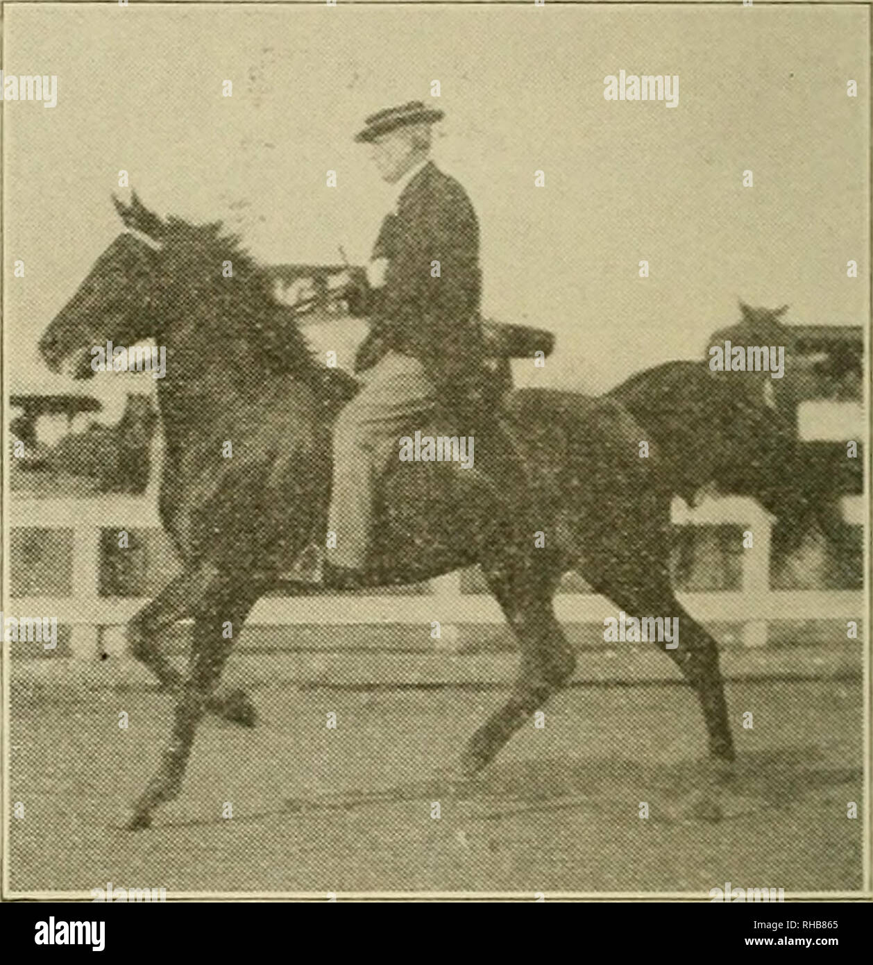 . Das Buch der Live stock Meister. Viehbestand. Â Â" I, Y" "LEBKUCHEN MANâSADDLE GEL-Ding. Sieger von sechs Meisterschaften und im Jahre 1911. Von T.n besaß. Sohn nenburg, St. Lou 4s, Mo geritten von Herrn J. T. Haken. Seite. Golden BenâGuernsey Stier 150 Golden Fern der LadâJersey Stier 220 Golden GauntletâPolled Durham Bull.. 2 (1 Golden GlowâSaddler 346 Golden HeatherâPolled Durham Kuh.... 54 Goldene HeroâPolled Durham Bull 308 Goldene Mon 59 Goldsmith's MaidâTrotting Queen 91 Plaisir; gute E Nuff AgainâDuroc Eber 11,7 GoodwinâSaddle Hengst Graham von AvondaleâA Galloway ist:; Great Scot's ChampionâJerse Stockfoto