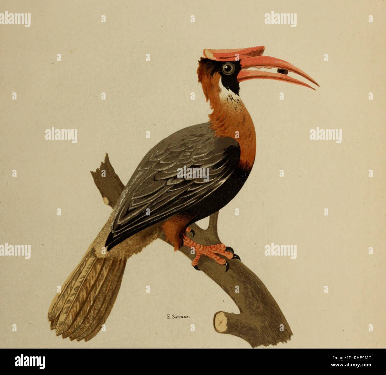 . Beide Bosquejo? Fico e? Histo? Rico - Natürliche del archipie? lago Filipino por Don Ramon Jordana y Morera... Publicado de Real o?rden en Vista del günstigen informe de la Real Academia de Ciencias exactas, fisicas y Naturales. Natural History. BUCEROS HYDROCORAX ÍL: (V. rlg) CALAO. - F del tamaño natürliche Qualität^^ de HoMíiL - Miicii. Bitte beachten Sie, dass diese Bilder sind von der gescannten Seite Bilder, die digital für die Lesbarkeit verbessert haben mögen - Färbung und Aussehen dieser Abbildungen können nicht perfekt dem Original ähneln. extrahiert. Jordana y Morera, Ramo?n. Madrid: Impr.de Moreno y Stockfoto
