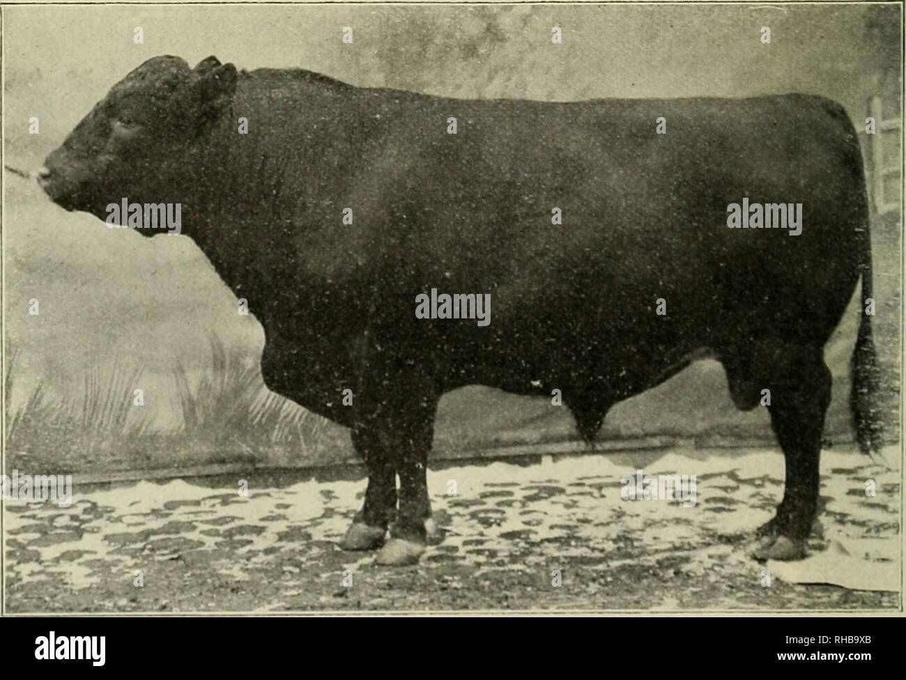 . Das Buch der Live stock Meister. Viehbestand. GREAT SCOT CHAMPION'S-JERSEY KUH. Grand Champion Weibchen an der National Dairy Show, 1911. Ausgestellt von Ed. C. Lasater, Falfnrrias, Texas. Dutch Held, 150,363 - BEFRAGTEN DURHAM BULL. Grand Champion al der Louisiana Purchase Exposition, L 904, "dieser Stier ist die dauerhafte Geschichte sowohl als Vater und Preisträger." War auch Meister der Befragten Durhams am Chicago International Live Stock Exposition, 190 4. Eigentum von A.C. Holz &Amp; Söhne, Pendleton, Ind. Bitte beachten Sie, dass diese Bilder aus gescannten Seite Bilder, ha können extrahiert werden Stockfoto