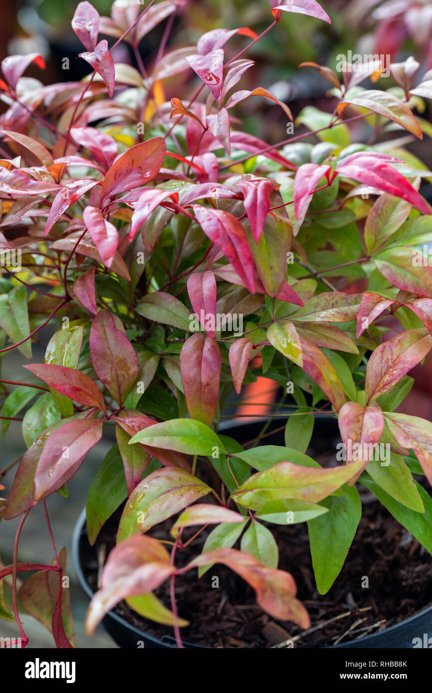 Nahaufnahme der Blätter von Nandina Domestica - Fire Power im Januar, England, UK Stockfoto