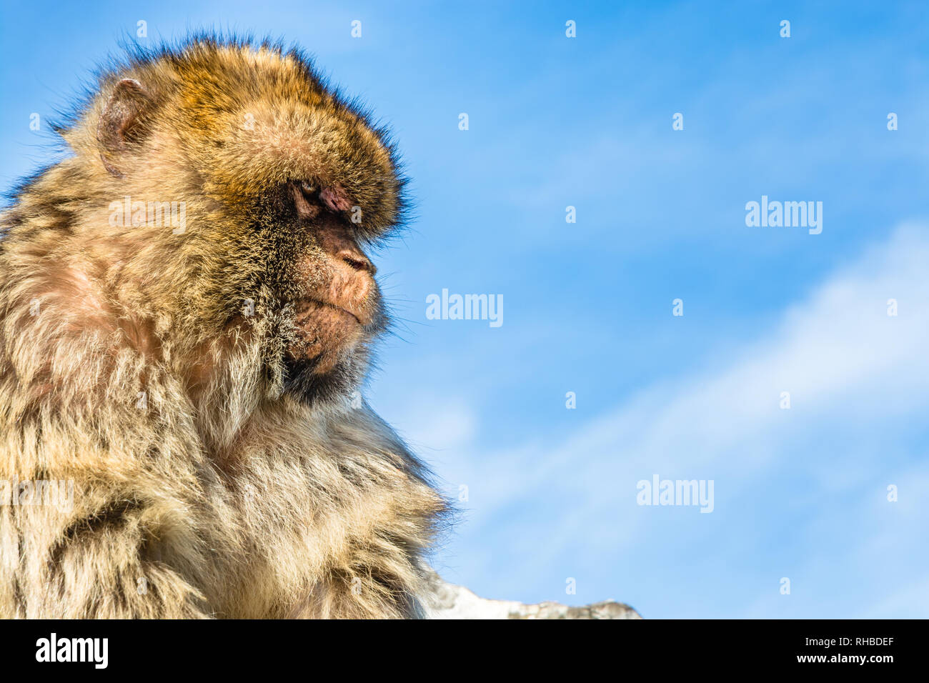 Affenkopf Einer der Affen aus dem die Bevölkerung von Barbary macaque Affen in Gibraltar auf einem klaren, blauen Himmel Hintergrund mit der Hälfte Foto leer Stockfoto