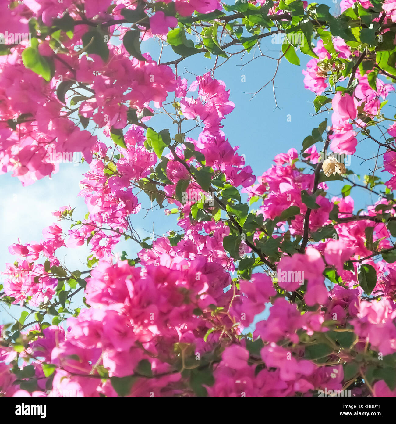 Rosa Blüten und blauer sonnigen Himmel - Floral Background, den Osterferien und Tag der Frauen Konzept. Das Leben in der Blüte Stockfoto