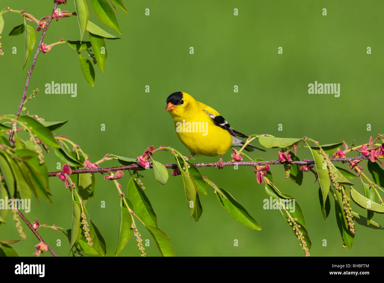 Männliche American goldfinch im Frühjahr. Stockfoto