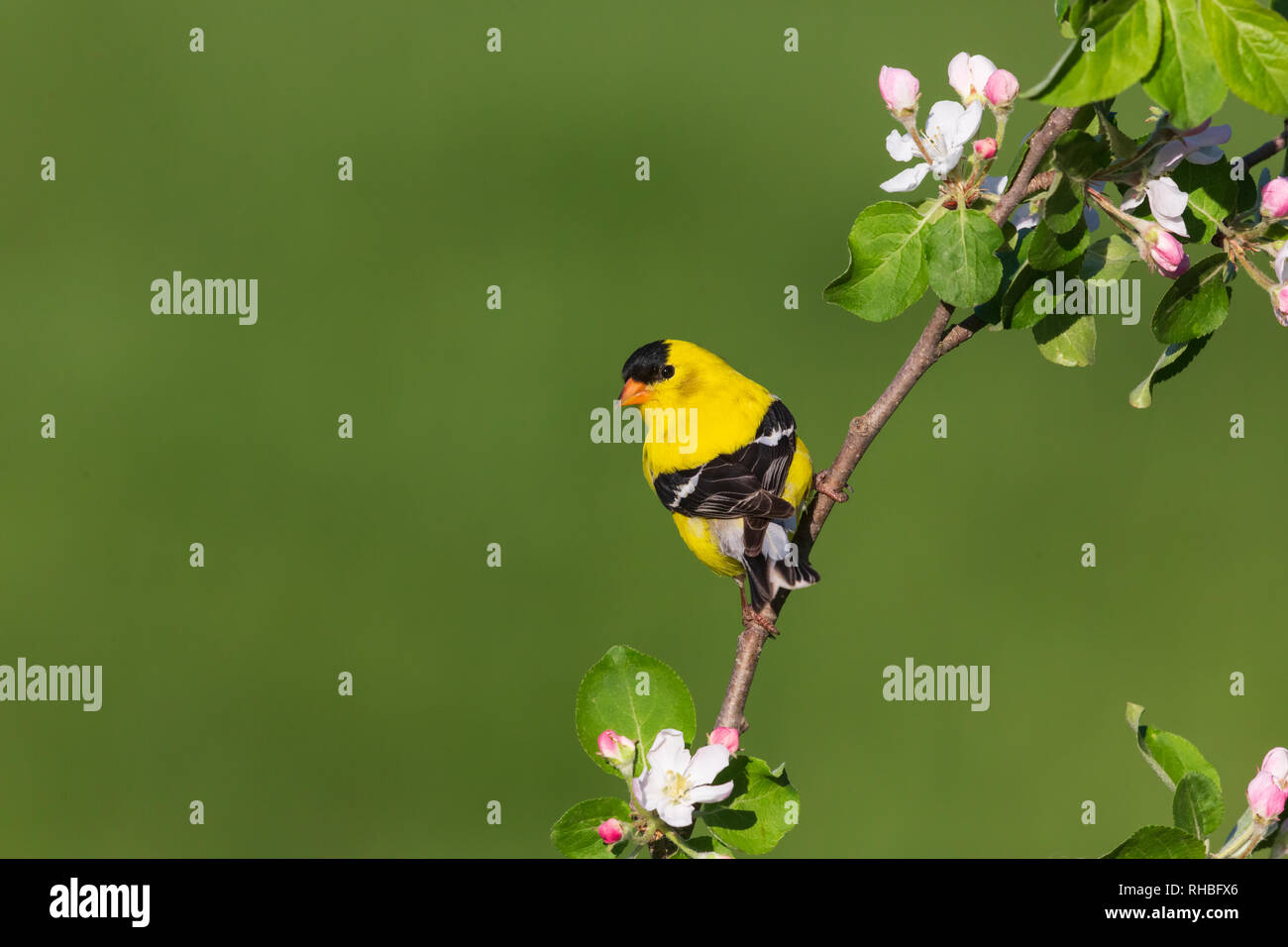 Männliche American Goldfinch in einem blühenden Apfelbaum thront. Stockfoto