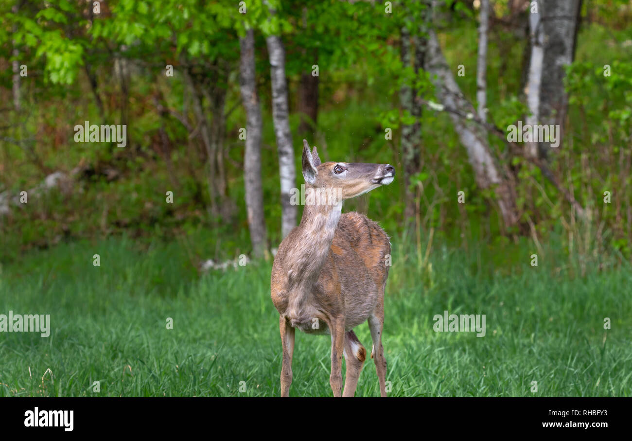 Ein Bug-eyed doe sieht bis auf ein Weißkopfseeadler in eine Birke. Stockfoto