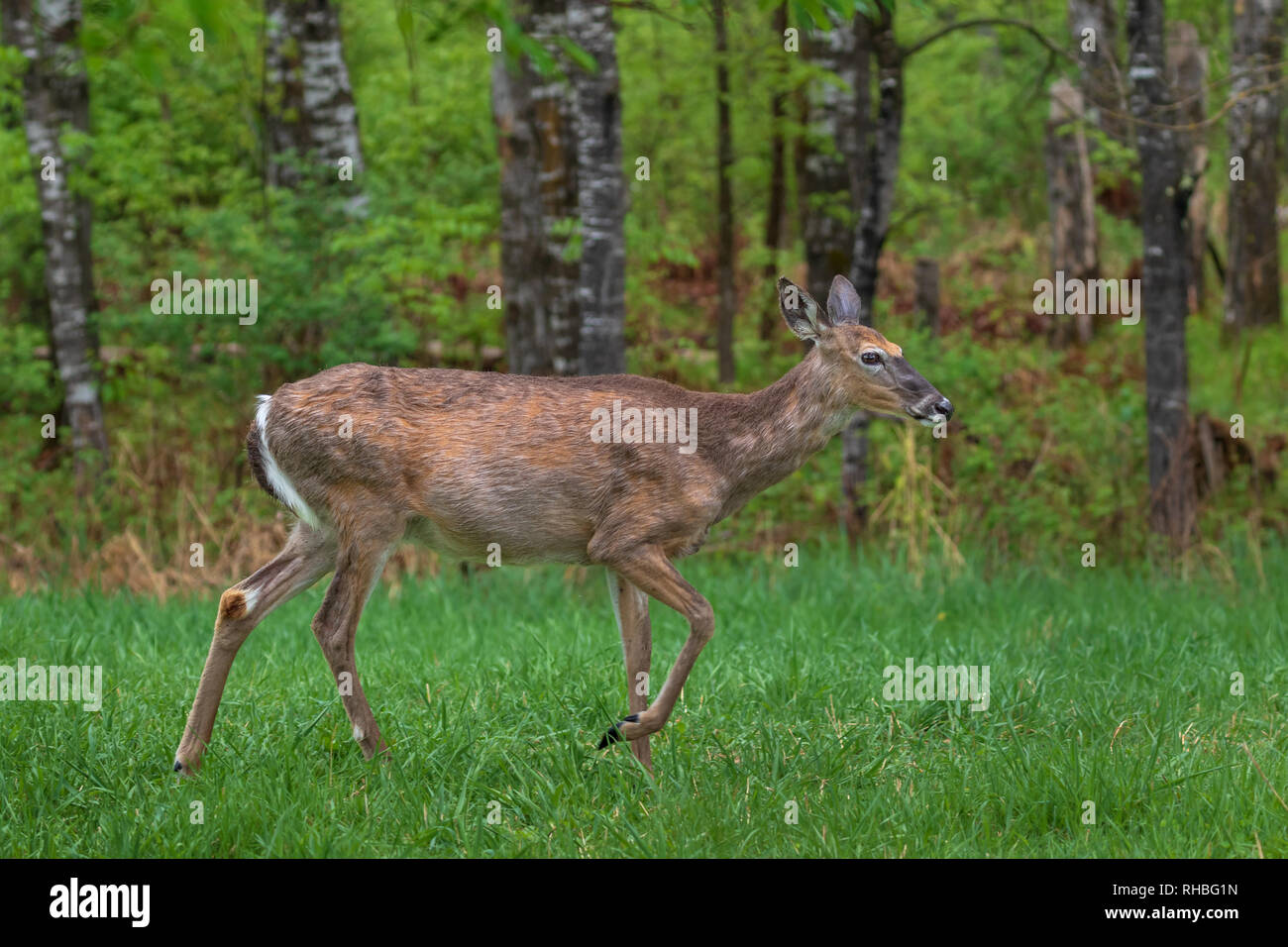 Eine schwangere White-tailed doe stomping ihren Fuß. Stockfoto