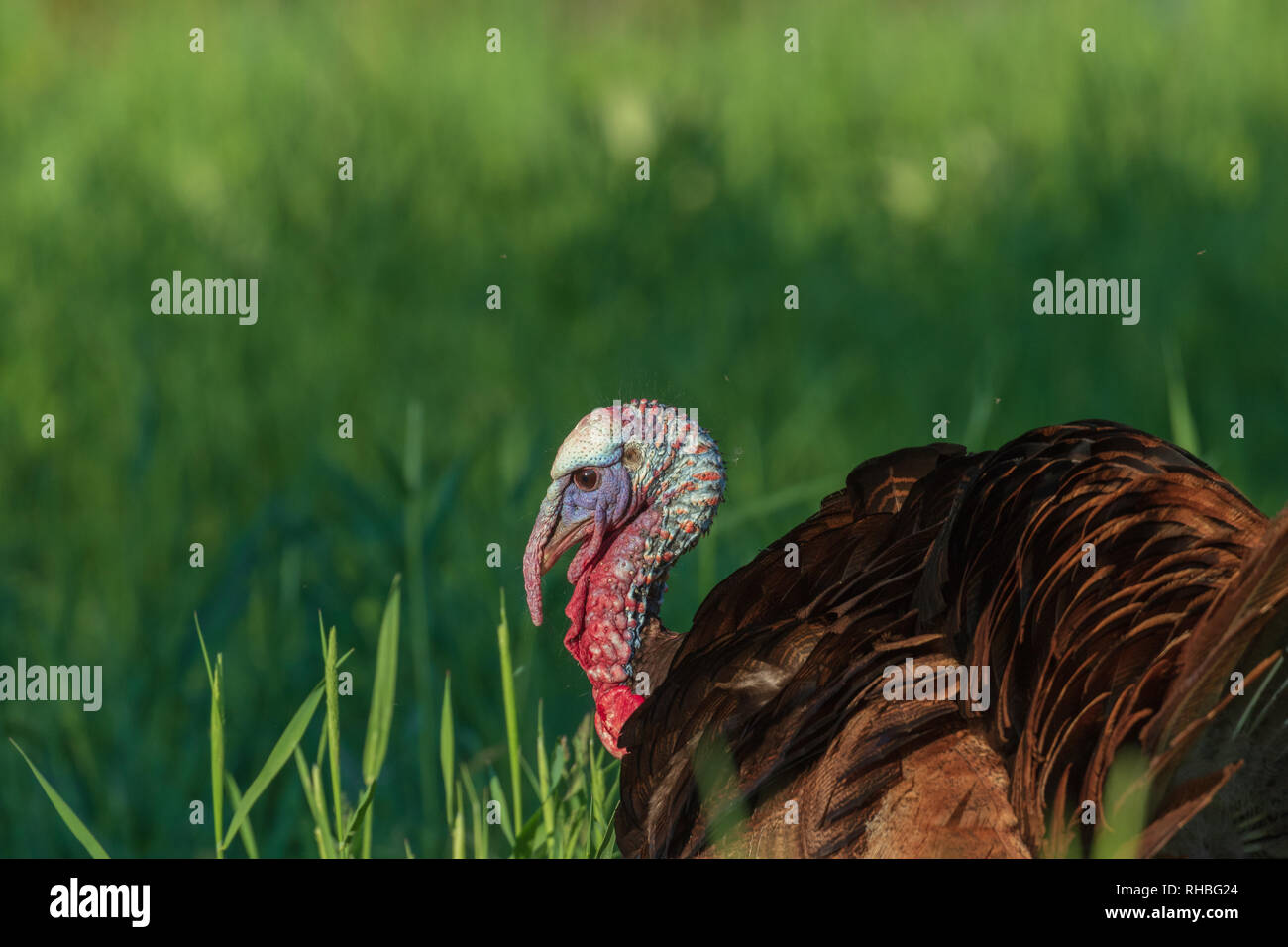 Tom Türkei in Nordwisconsin. Stockfoto