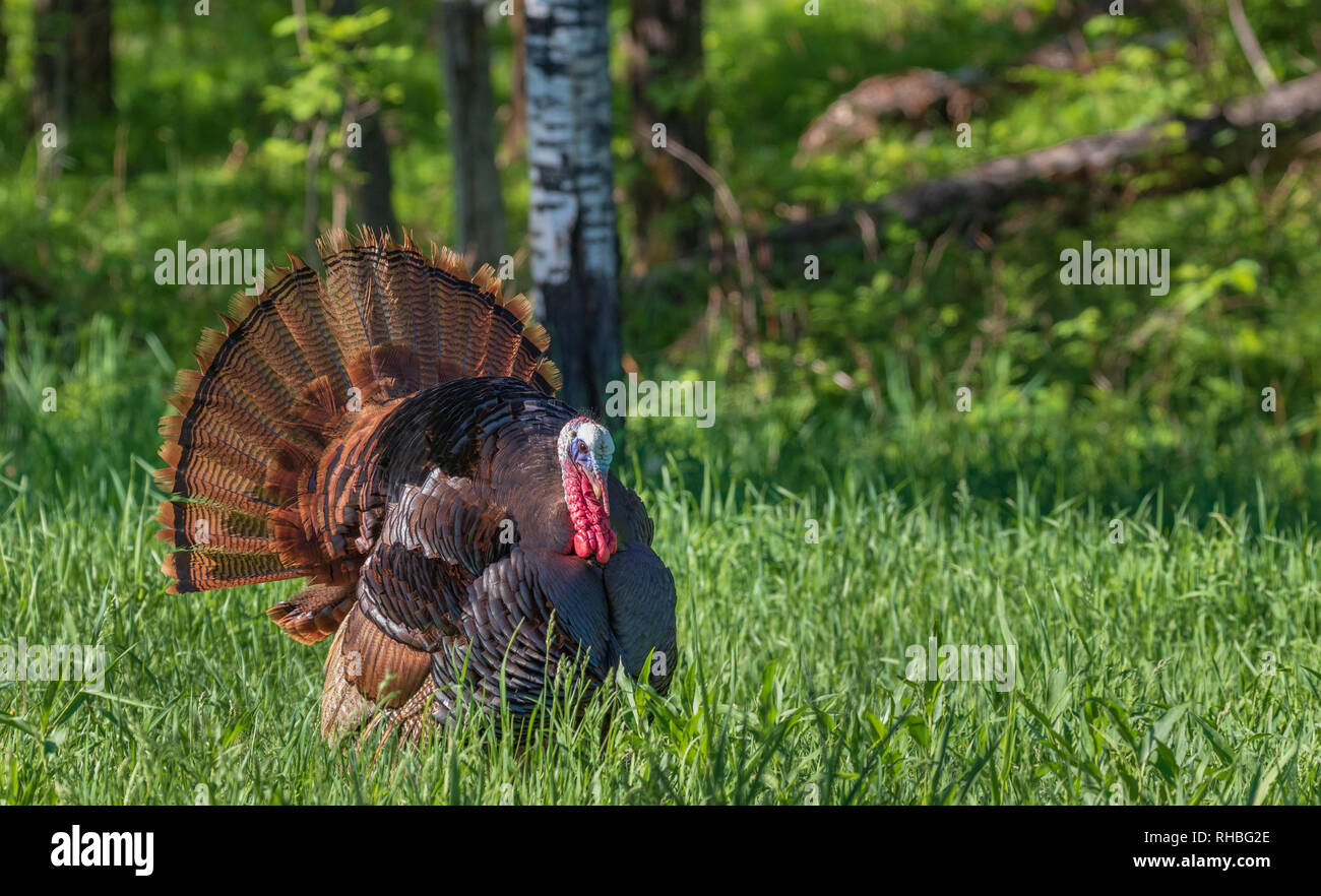 Tom Türkei in Nordwisconsin. Stockfoto