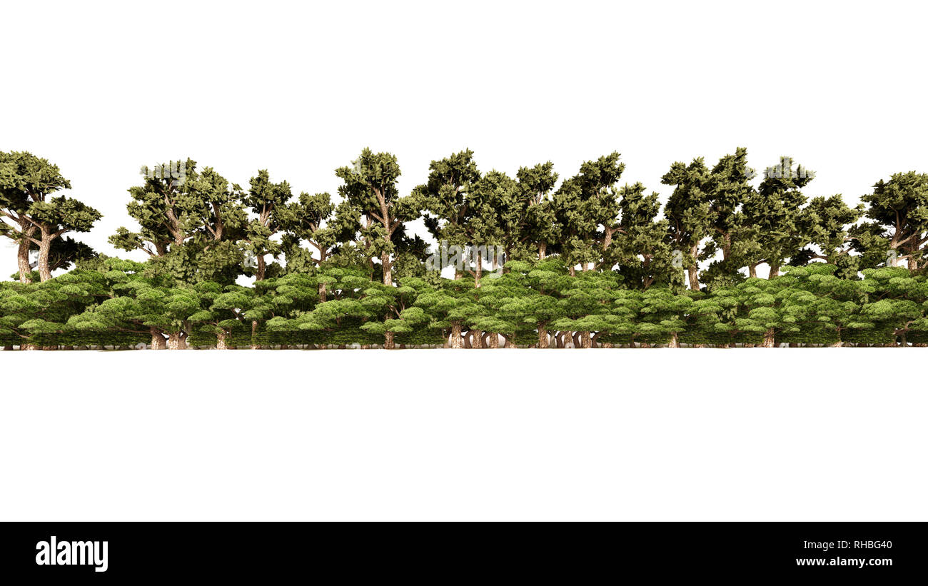 3D-Rendering für eine Gruppe von Pflanzen Roh für architectrural isoliert auf weißem Hintergrund verwenden Stockfoto