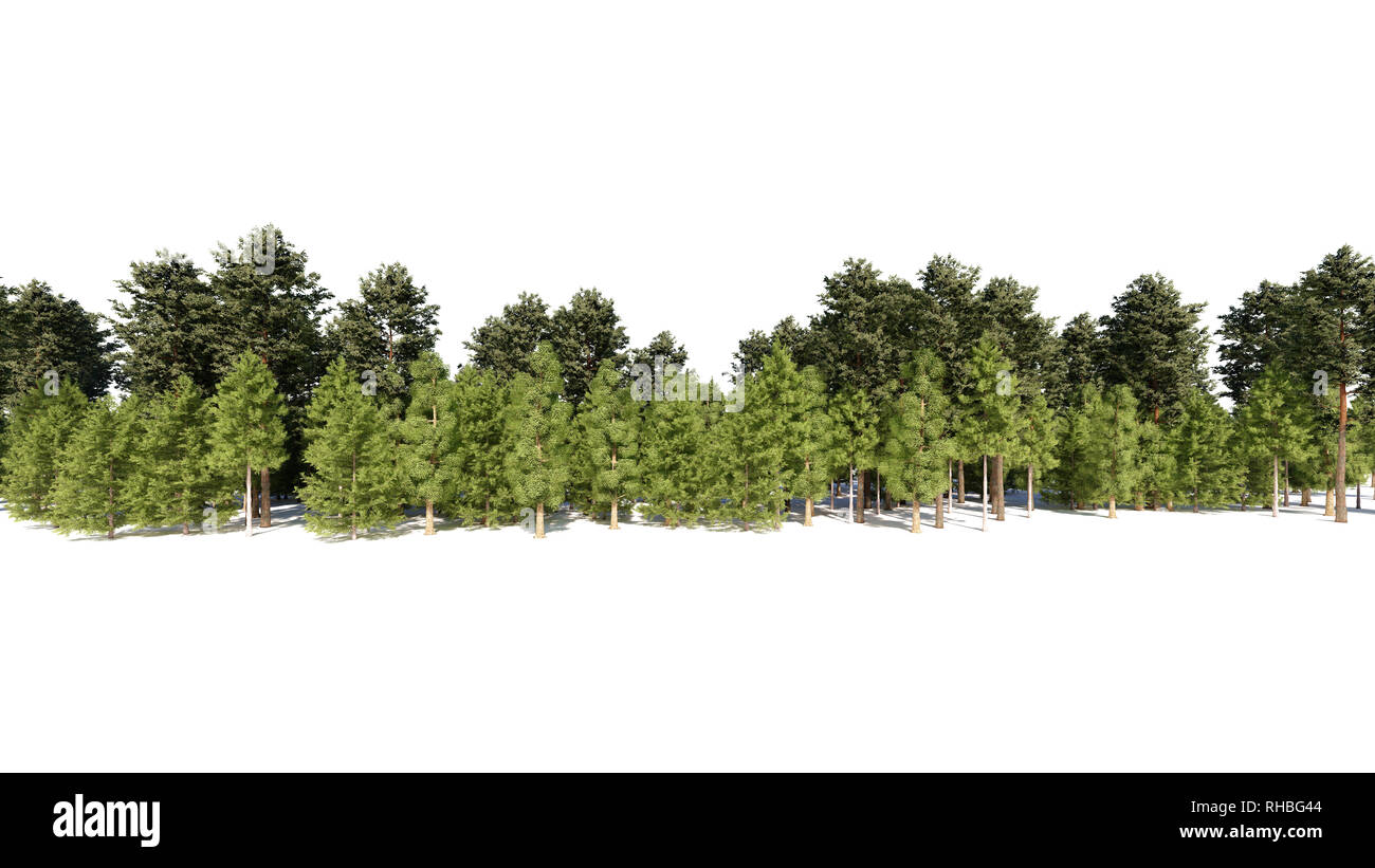 3D-Rendering für eine Gruppe von Pflanzen Roh für architectrural isoliert auf weißem Hintergrund verwenden Stockfoto