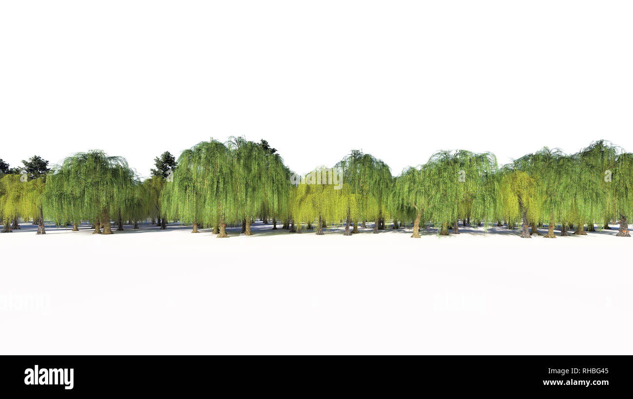 3D-Rendering für eine Gruppe von Pflanzen Roh für architectrural isoliert auf weißem Hintergrund verwenden Stockfoto