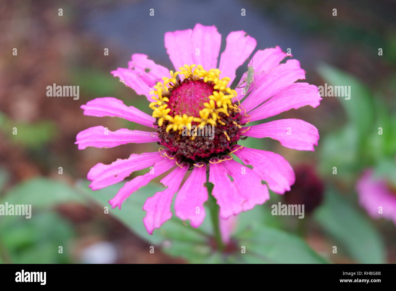 rosa Blume closeup Stockfoto