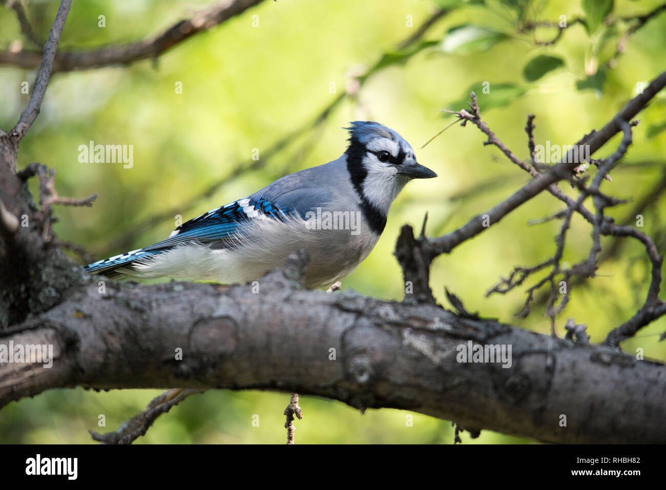 Einen Blue Jay saß auf dem Ast eines Baumes im Sommer. Stockfoto