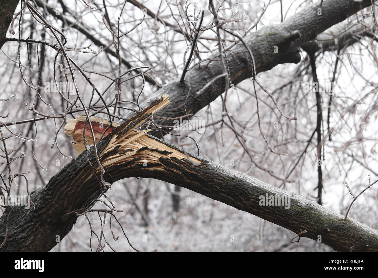 Broken tree trunk and branches due to the weight of the ice after a freezing rain phenomenon Stockfoto