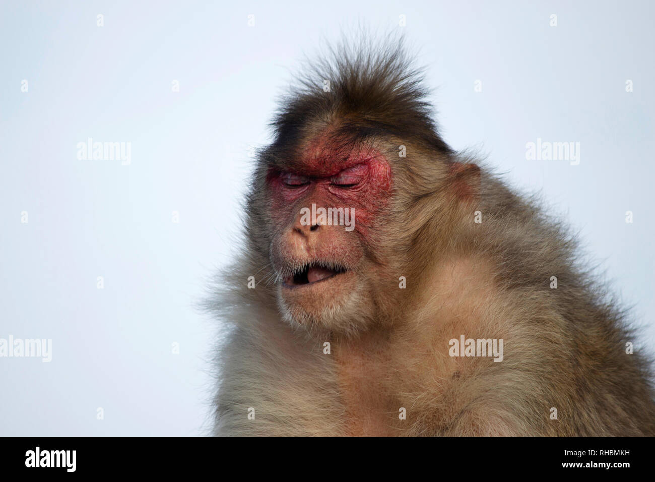 Rhesus macaque oder Affe mit traurigen Gesichtsausdruck, Maharashtra, Indien Stockfoto