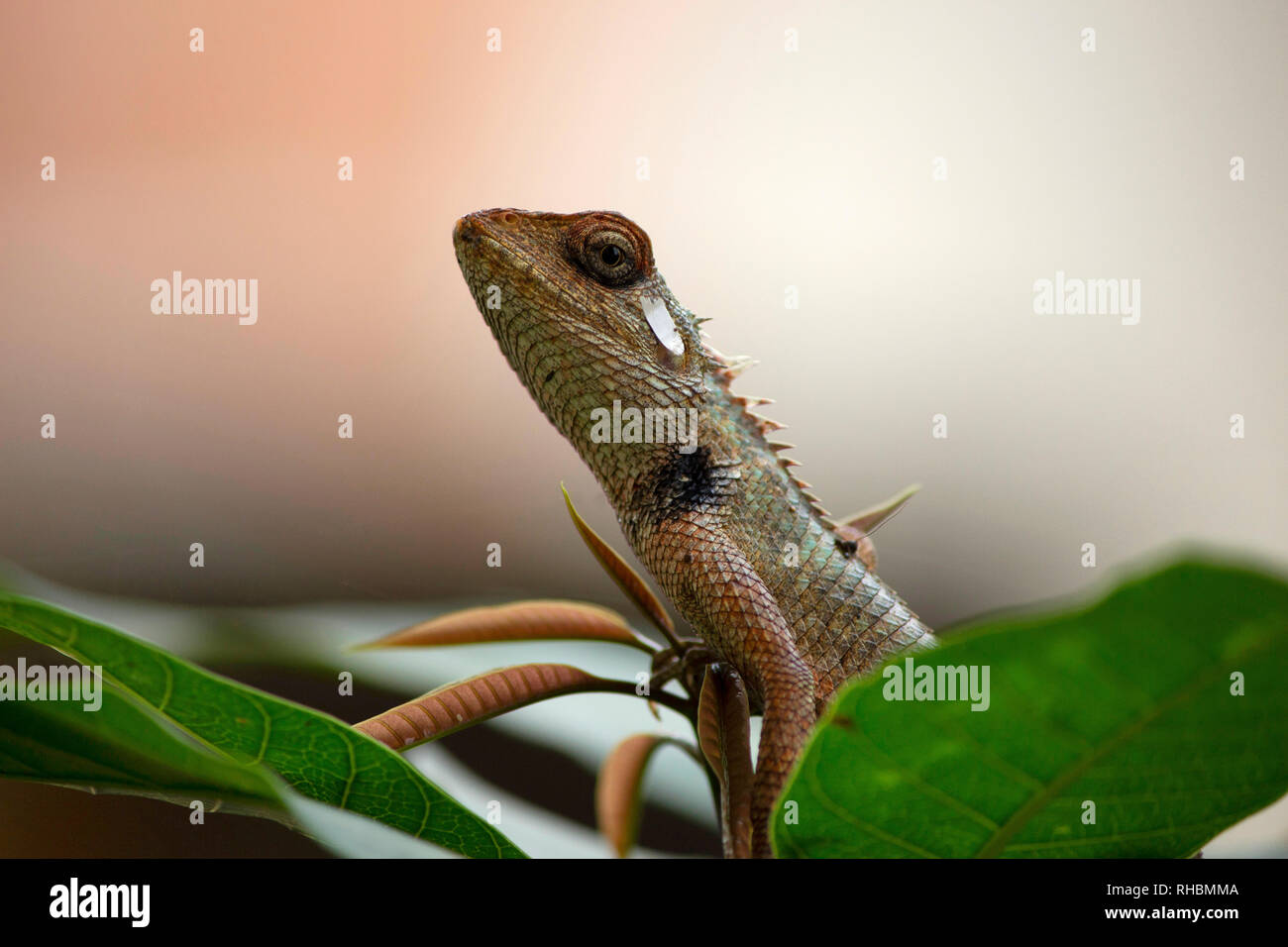 Agama, dem Indischen Chamäleon, Maharashtra, Indien Stockfoto