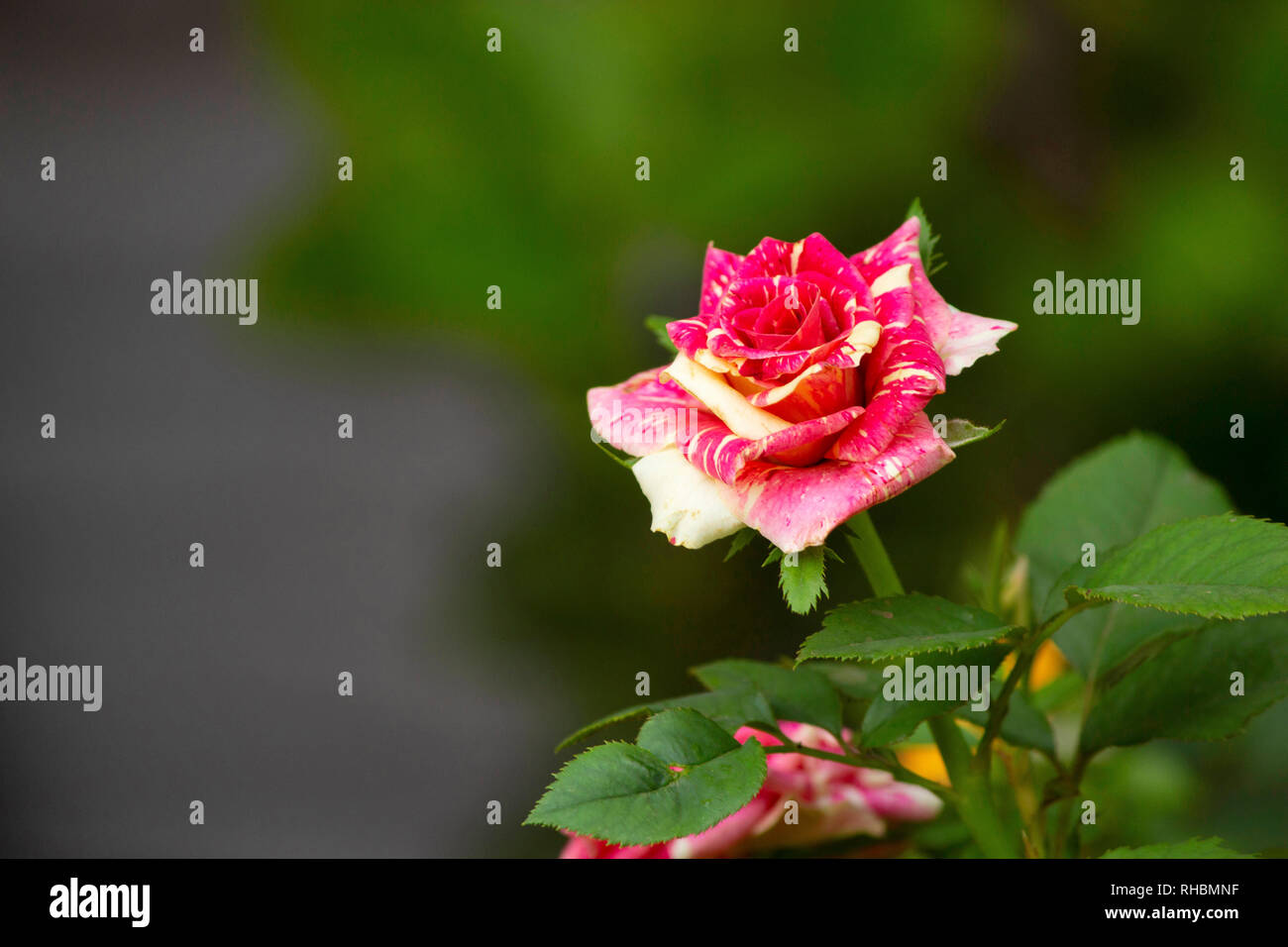 Rote und weiße Rose Blume, Pune, Maharashtra, Indien Stockfoto