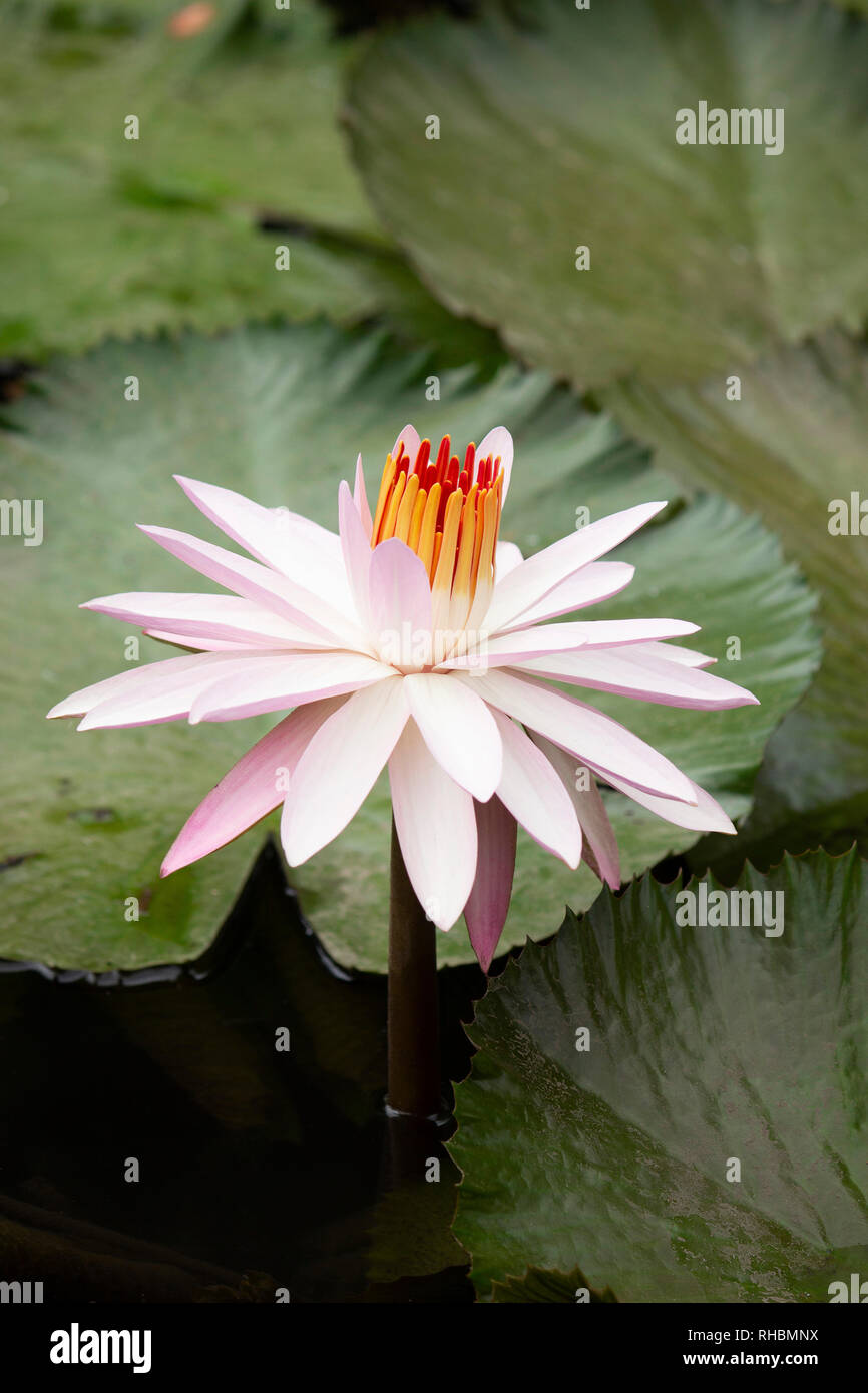 Pink Lotus Blume der Gattung Nelumbo, Maharashtra, Indien Stockfoto