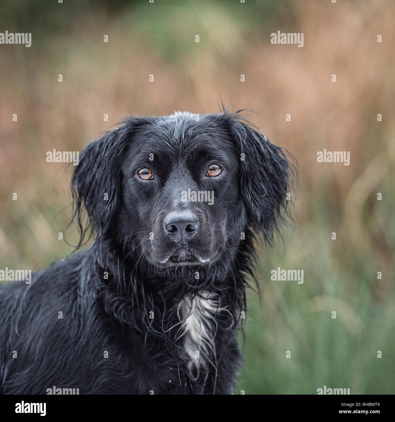 Schwarz spanador Hund Stockfoto