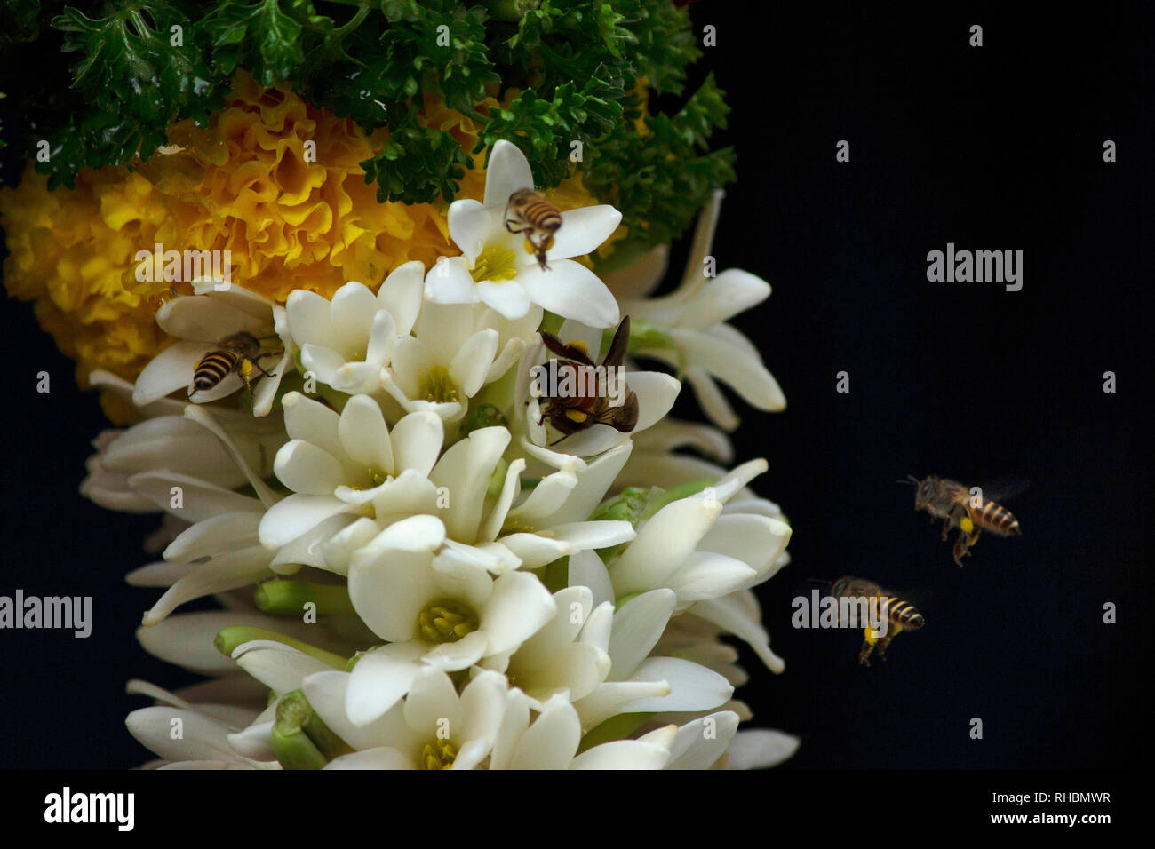 Bienen auf weiße Blumen, Nahaufnahme, Maharashtra, Indien Stockfoto