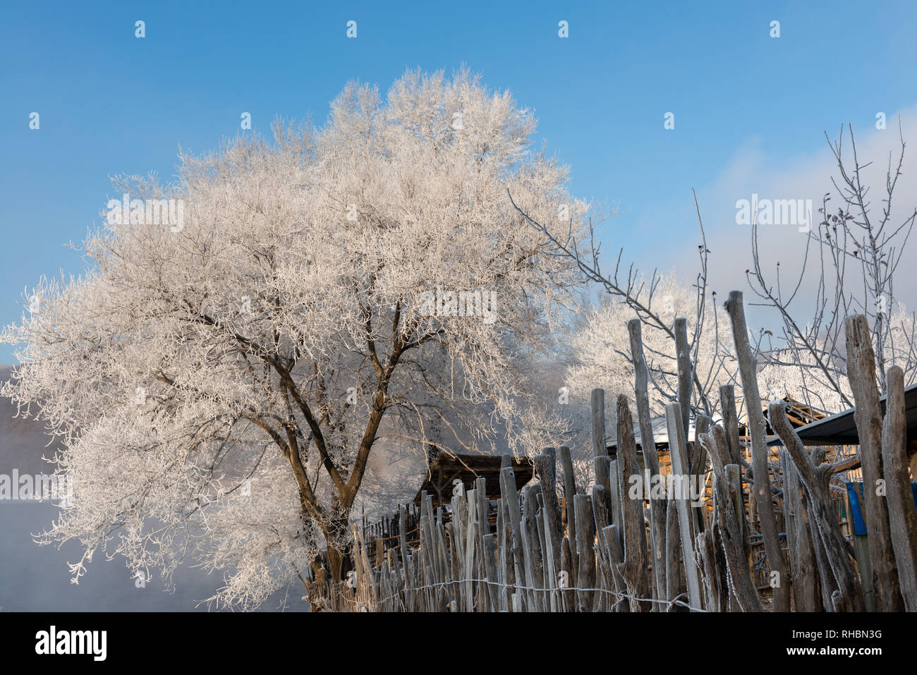 Zaun von einem Bauernhof mit Rauhreif bedeckt Bäume, HuaDian, Jilin Stockfoto