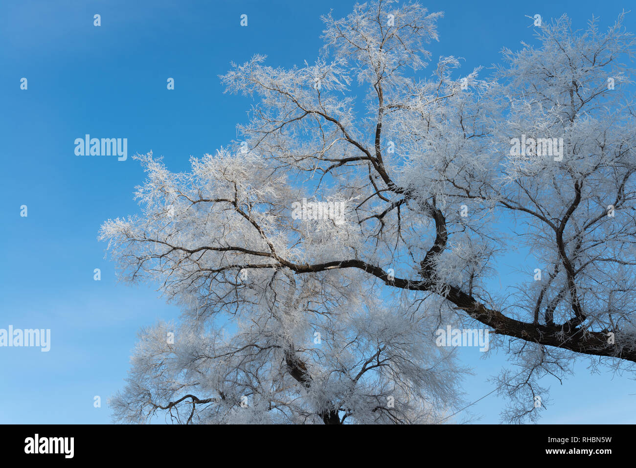 Rime Eis auf Äste vor blauem Himmel Stockfoto