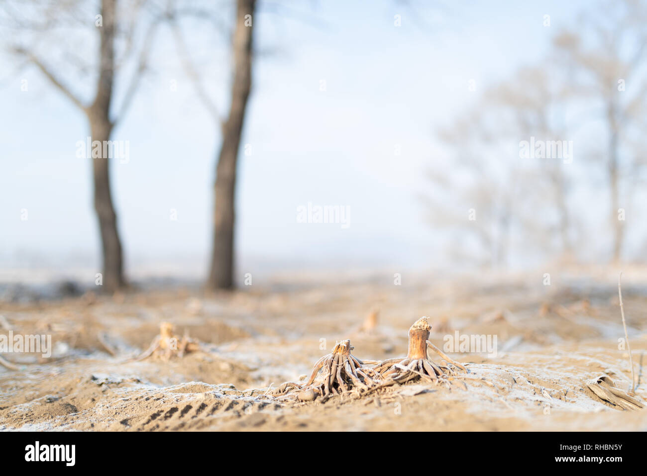 Mais Wurzeln auf gefrorenen Flächen Stockfoto